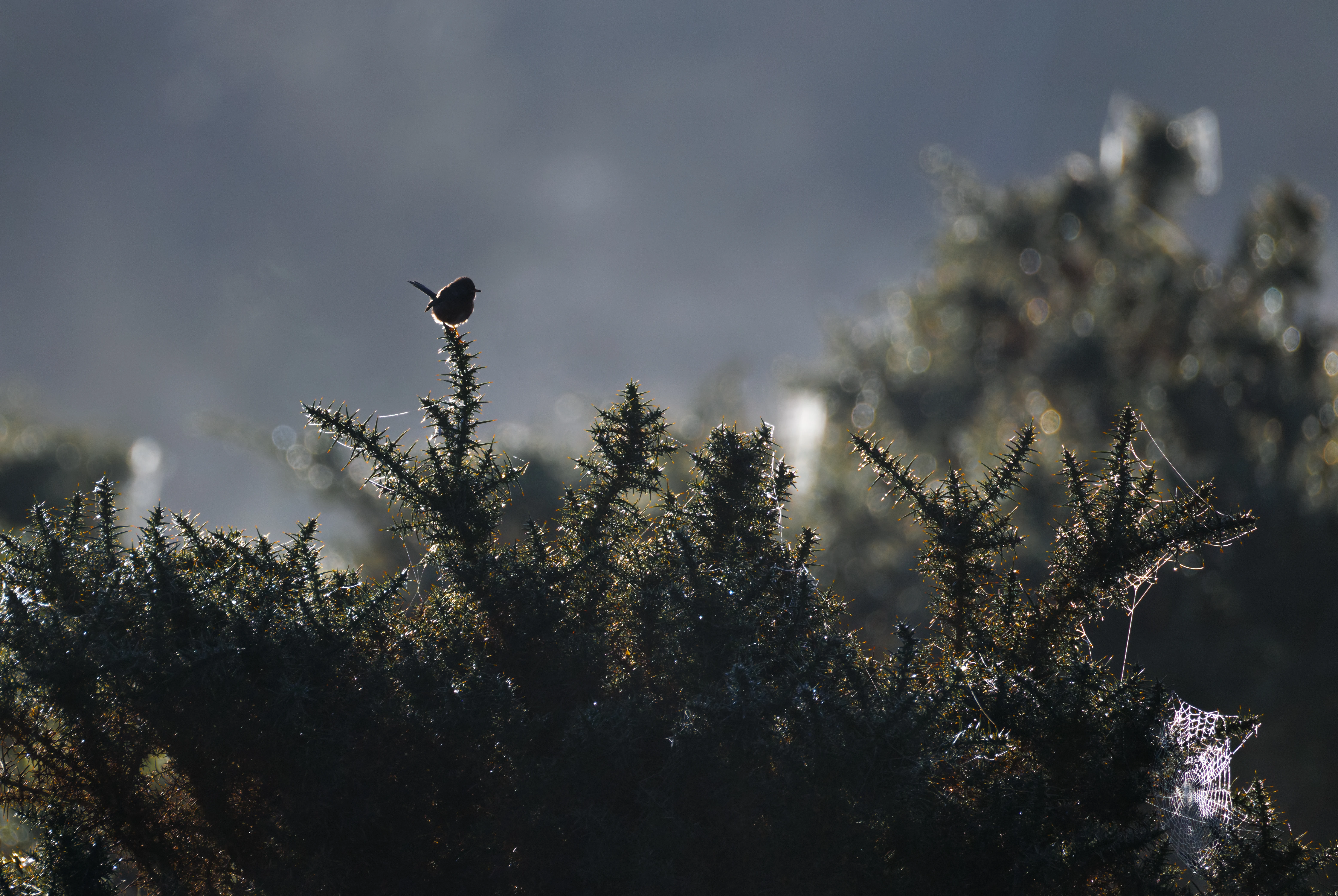 Eurasian Wren on Gorse, Shatterford, Hampshire, UK — photo by Orlando Prugel-Bennett