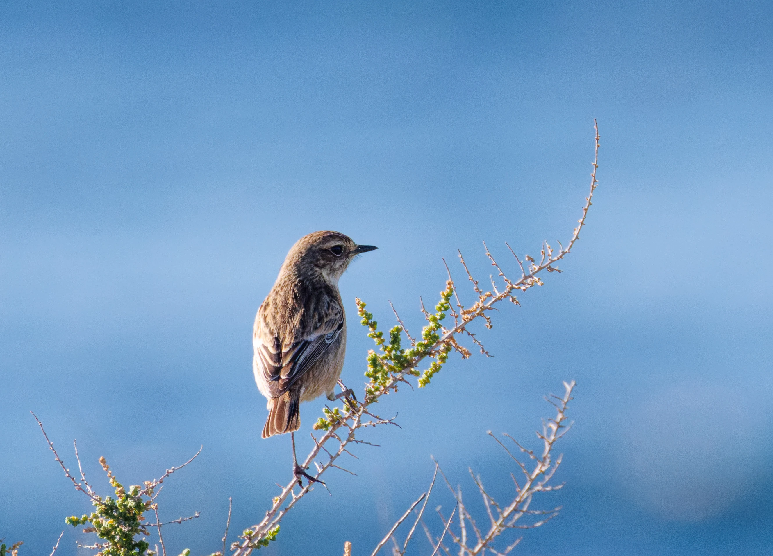European Stonechat, Tabarca, Alicante, Spain — photo by Orlando Prugel-Bennett