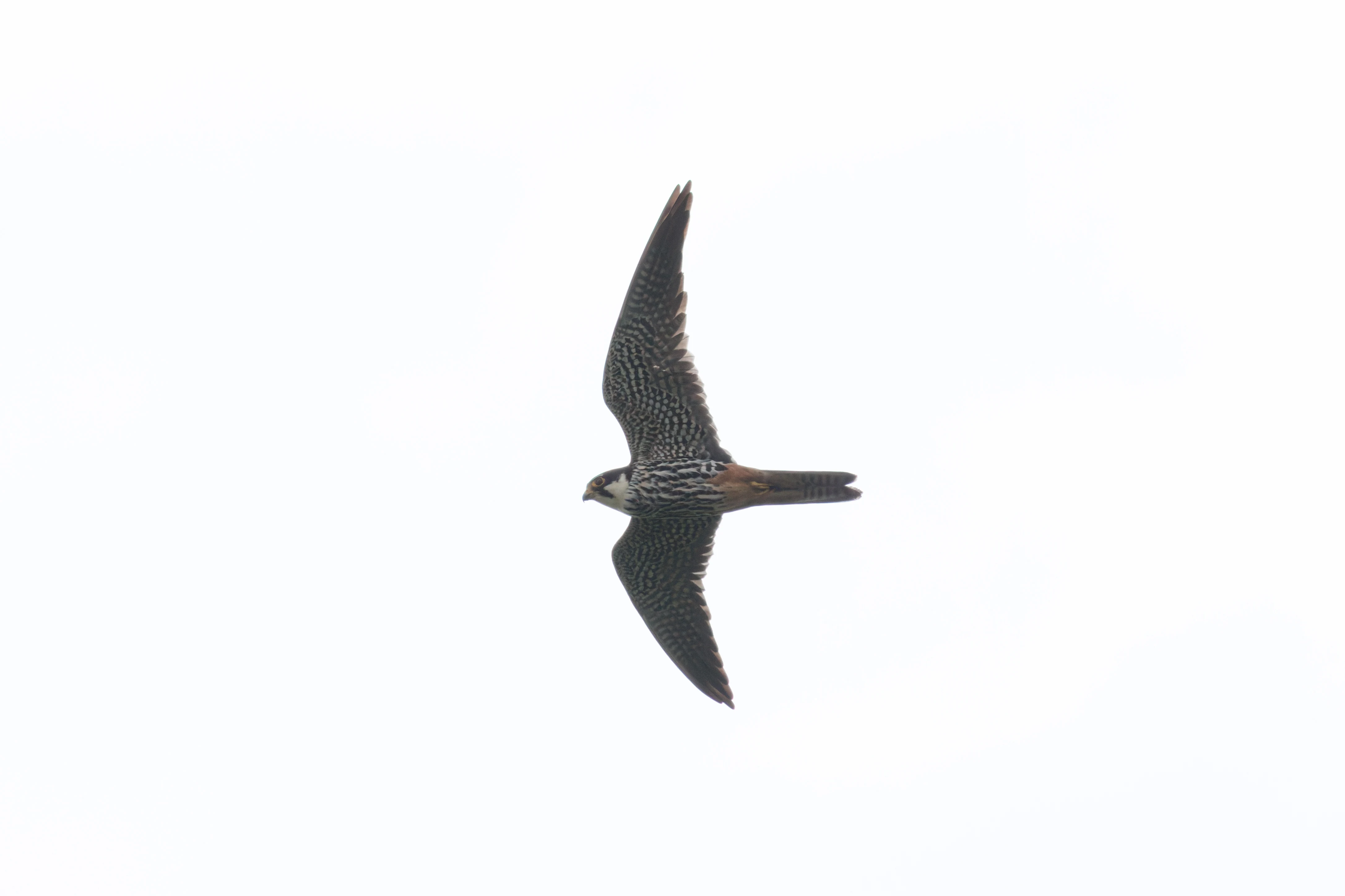 Hobby, Danube Delta, Romania — photo by Orlando Prugel-Bennett