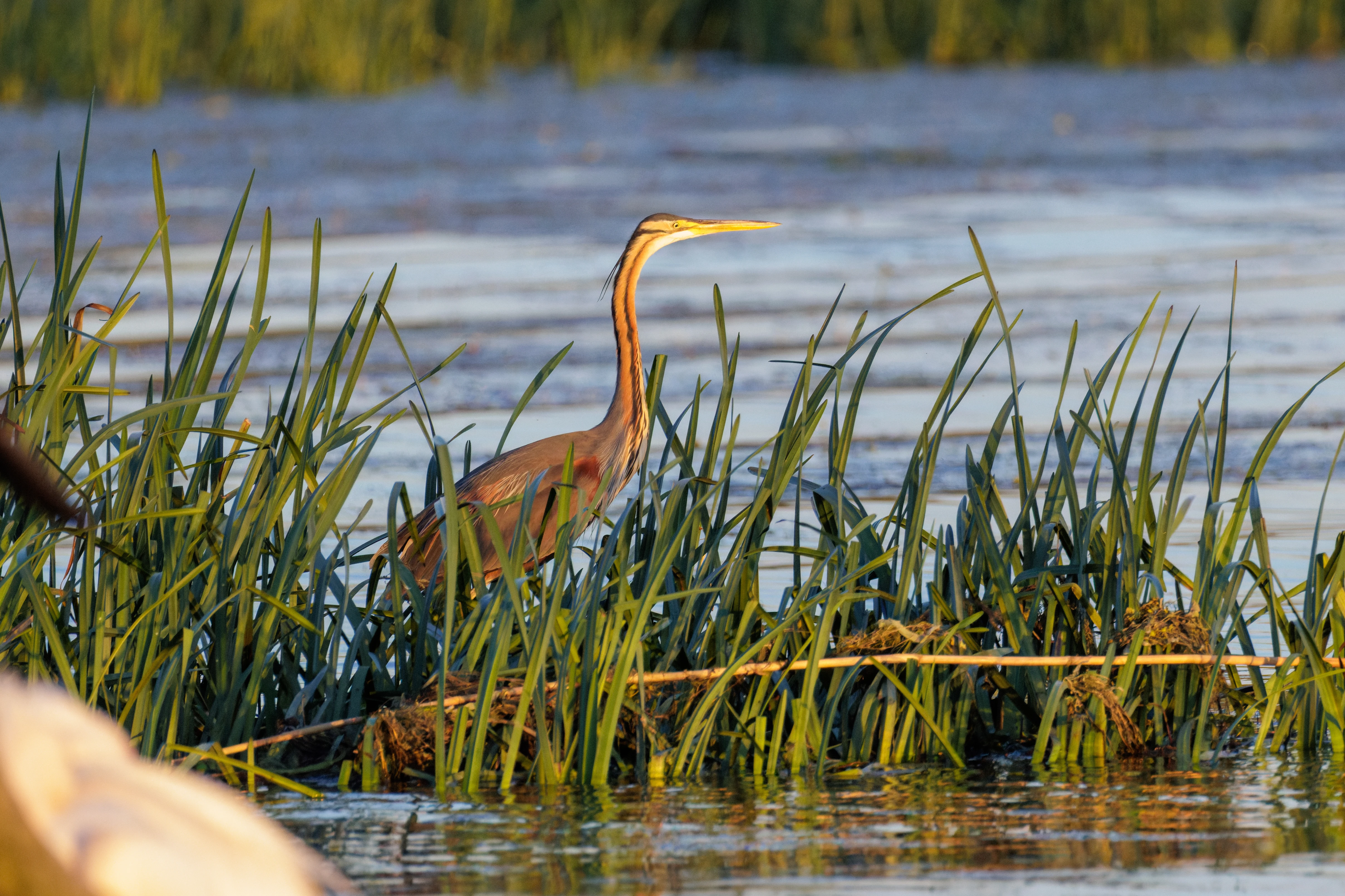 Purple Heron, Danube Delta, Romania — photo by Orlando Prugel-Bennett