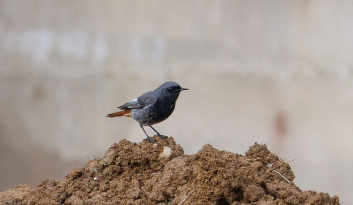 Black Redstart, Transylvania, Romania — photo by Orlando Prugel-Bennett