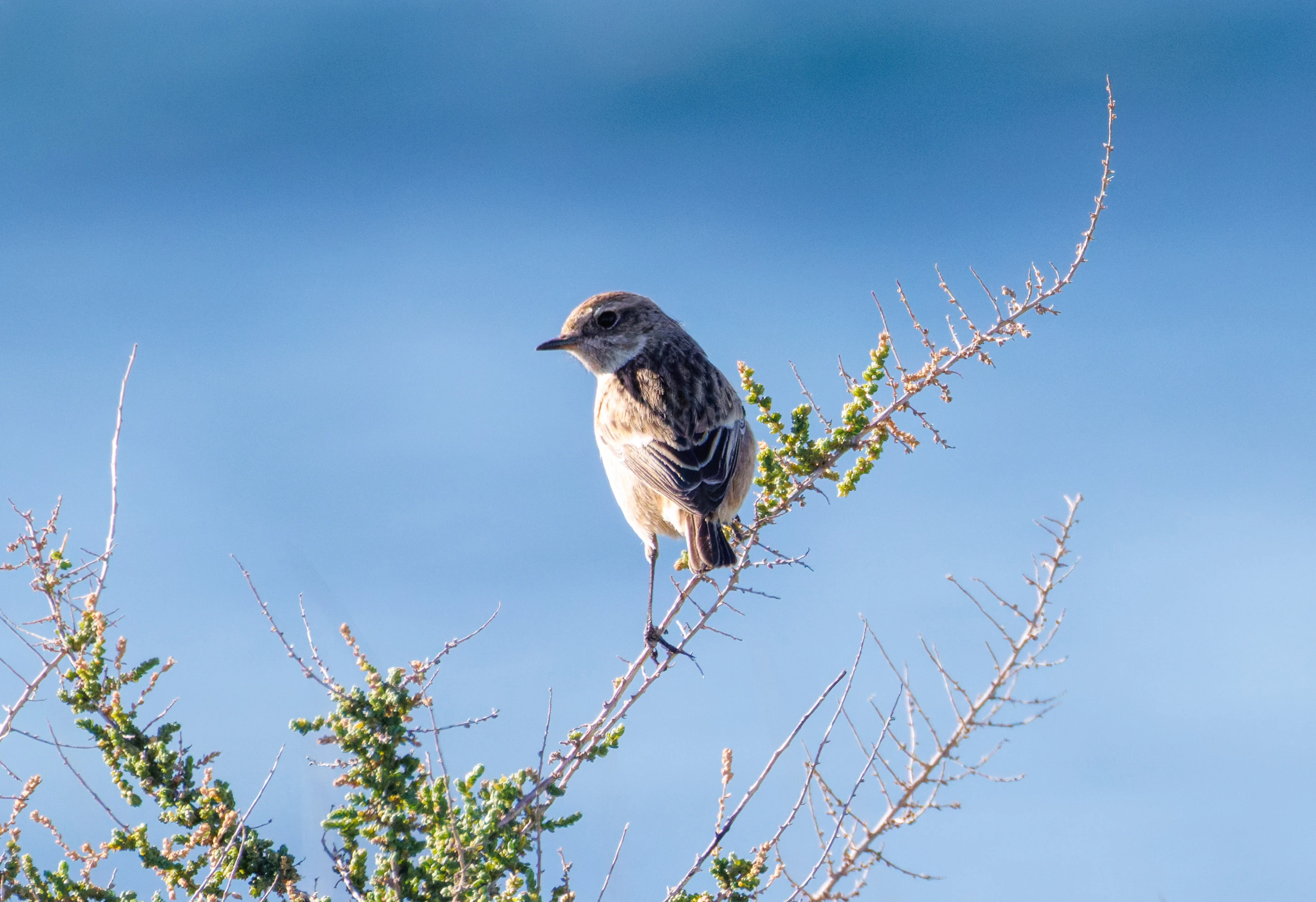 European Stonechat, Tabarca, Alicante, Spain — photo by Orlando Prugel-Bennett