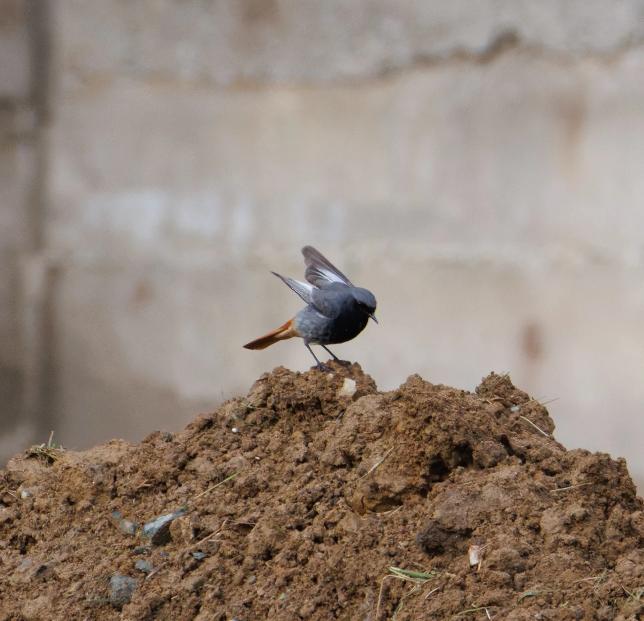 Black Redstart, Transylvania, Romania — photo by Orlando Prugel-Bennett