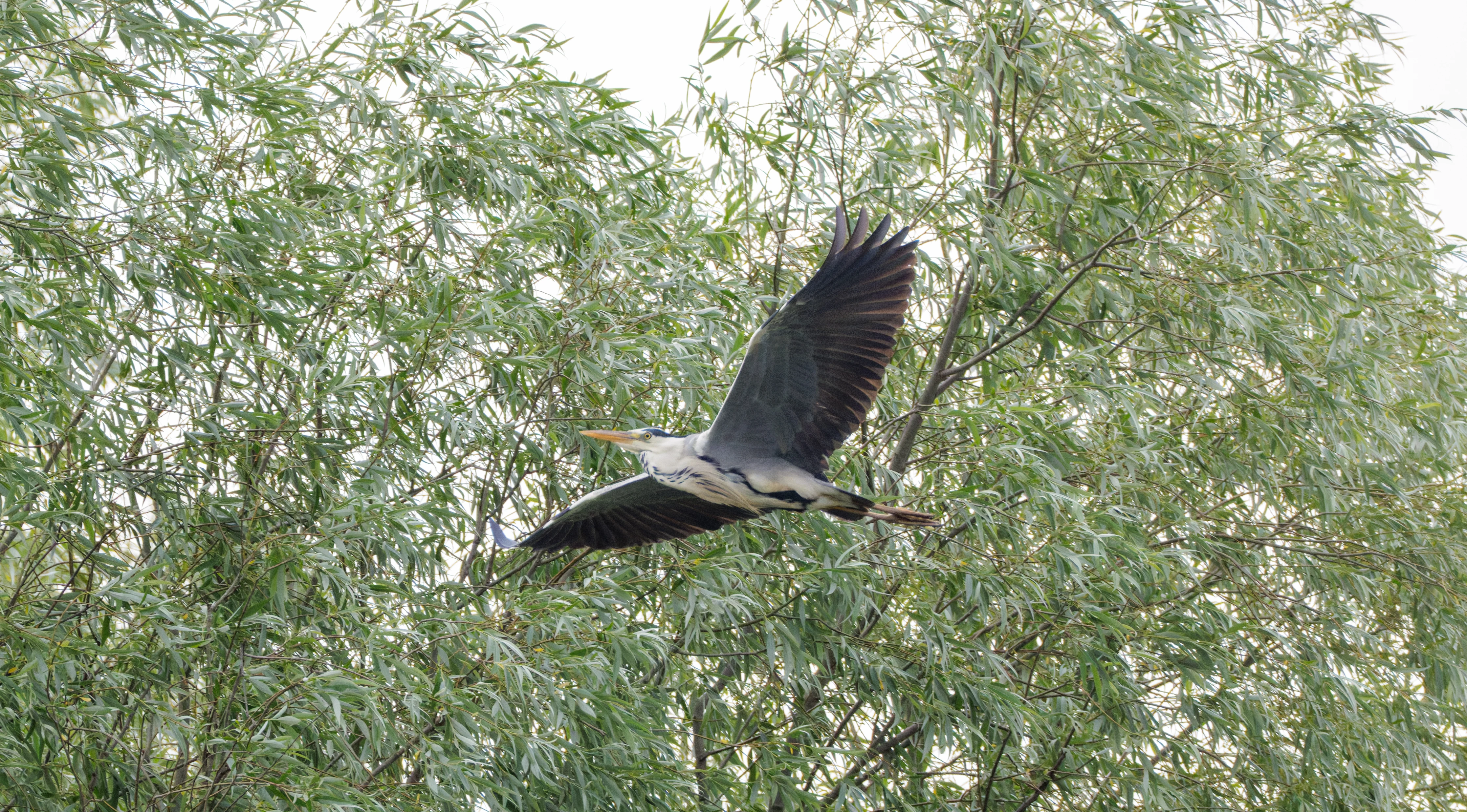 Grey Heron, Danube Delta, Romania — photo by Orlando Prugel-Bennett