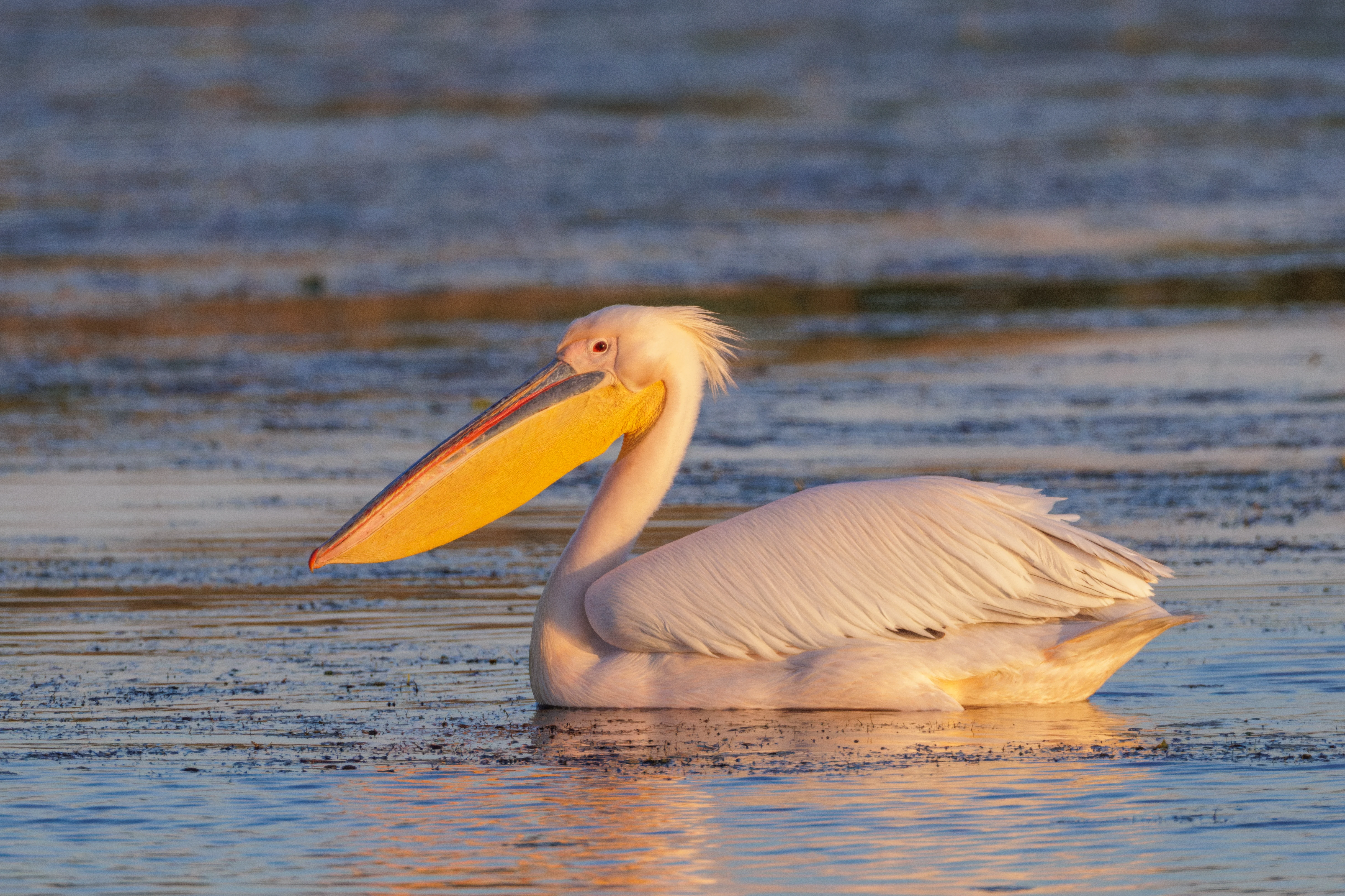 Great White Pelican, Danube Delta, Romania — photo by Orlando Prugel-Bennett