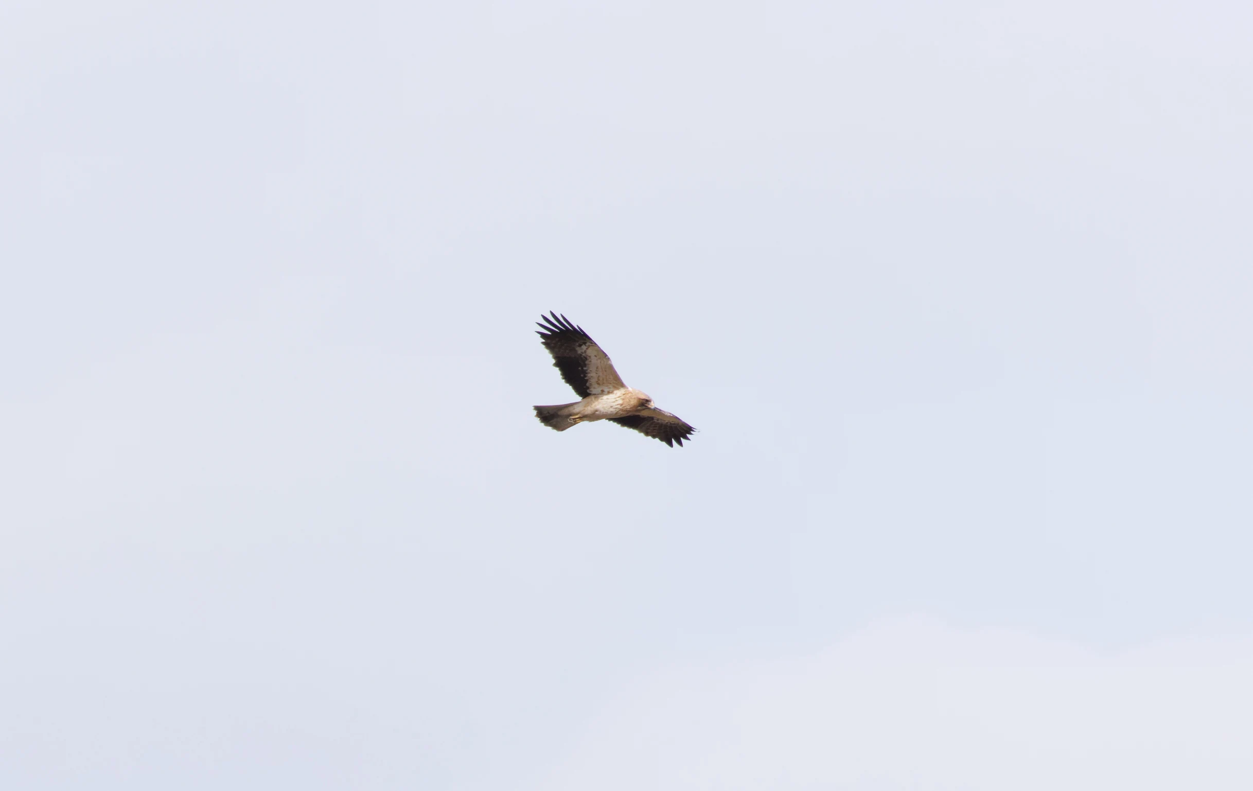 Booted Eagle, El Hondo, Spain — photo by Orlando Prugel-Bennett