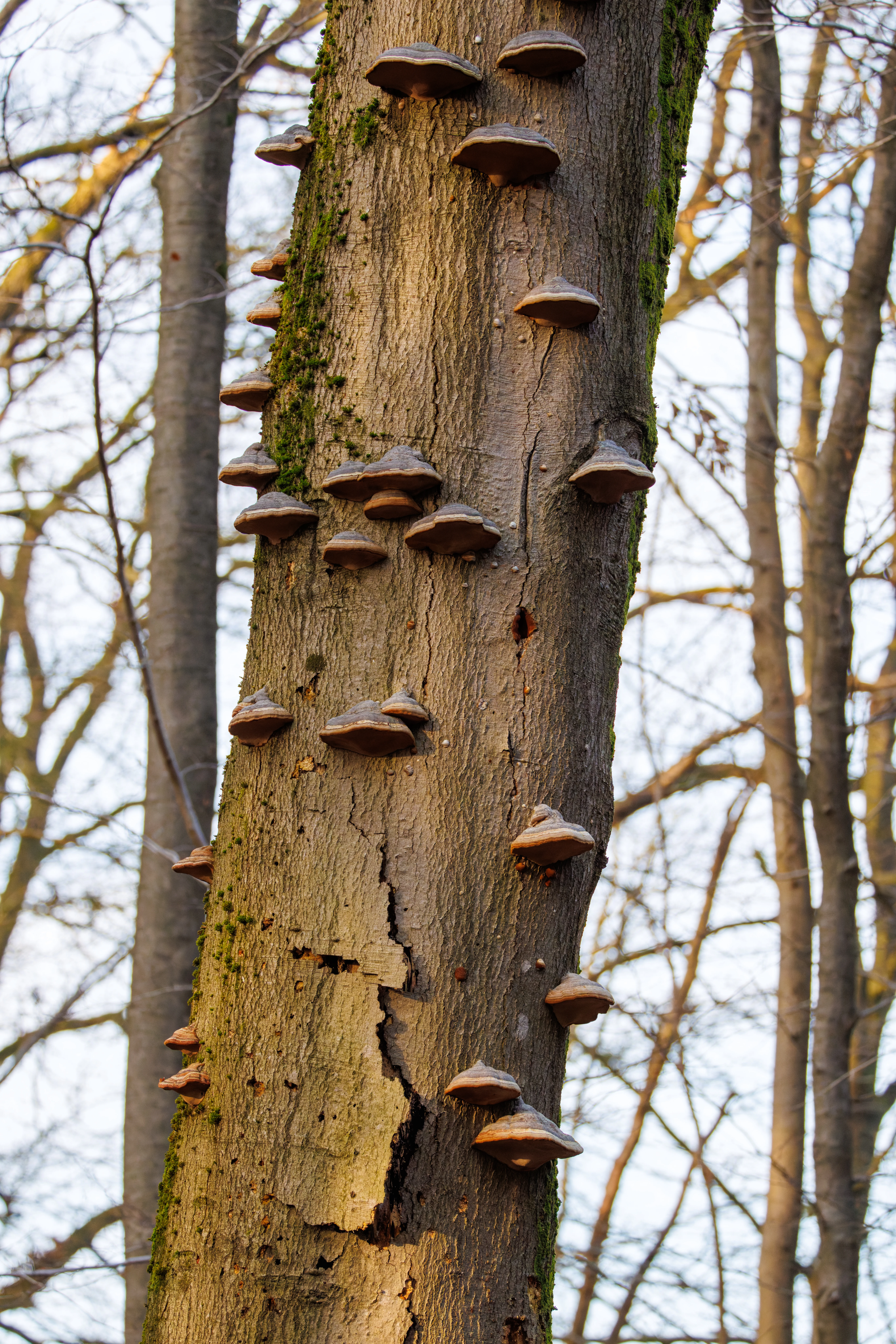 Hoof Fungus (Fomes fomentarius) on tree trunk, Flevoland, Netherlands — photo by Orlando Prugel-Bennett