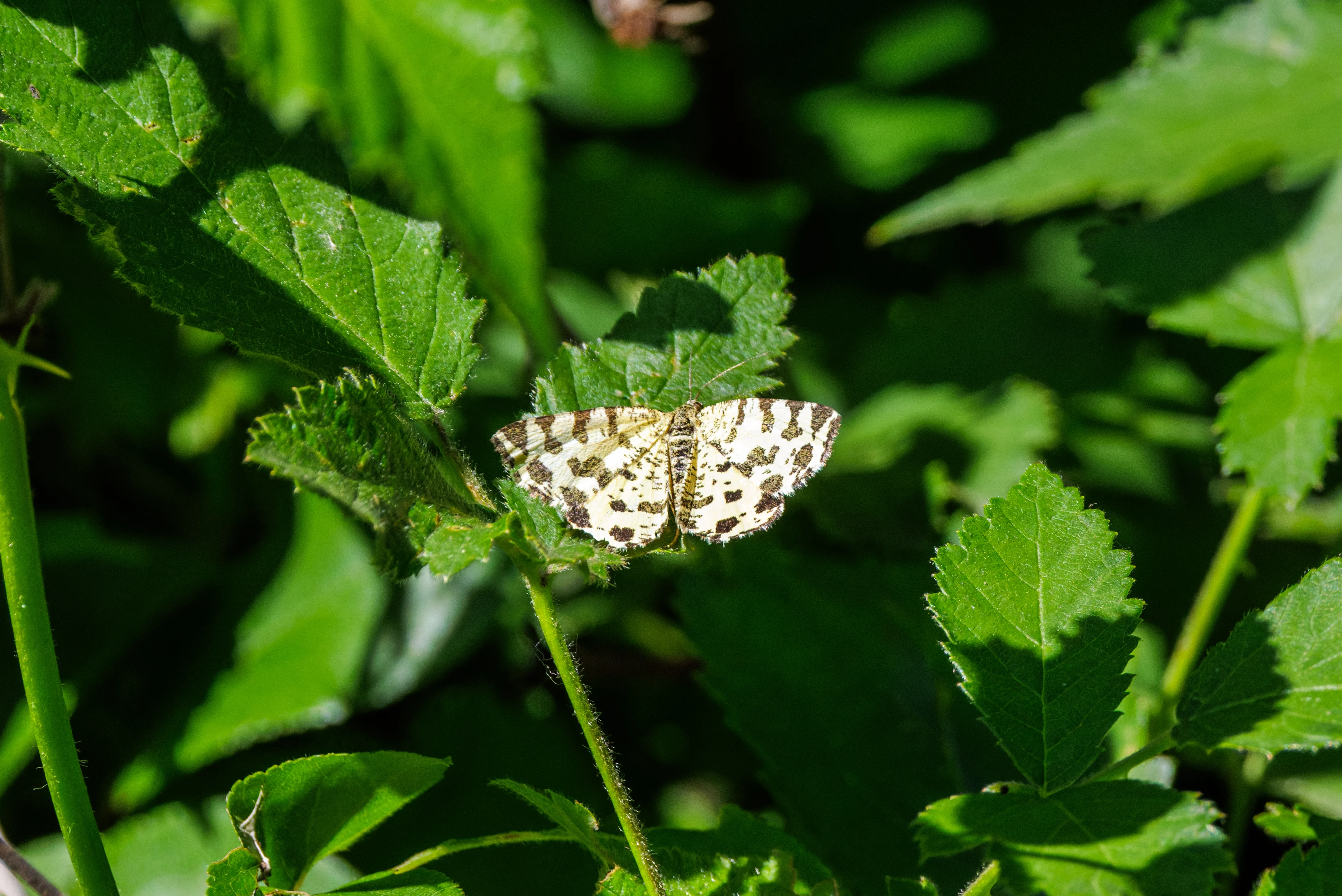 Magpie Moth, Romanian Steppe, Romania — photo by Orlando Prugel-Bennett