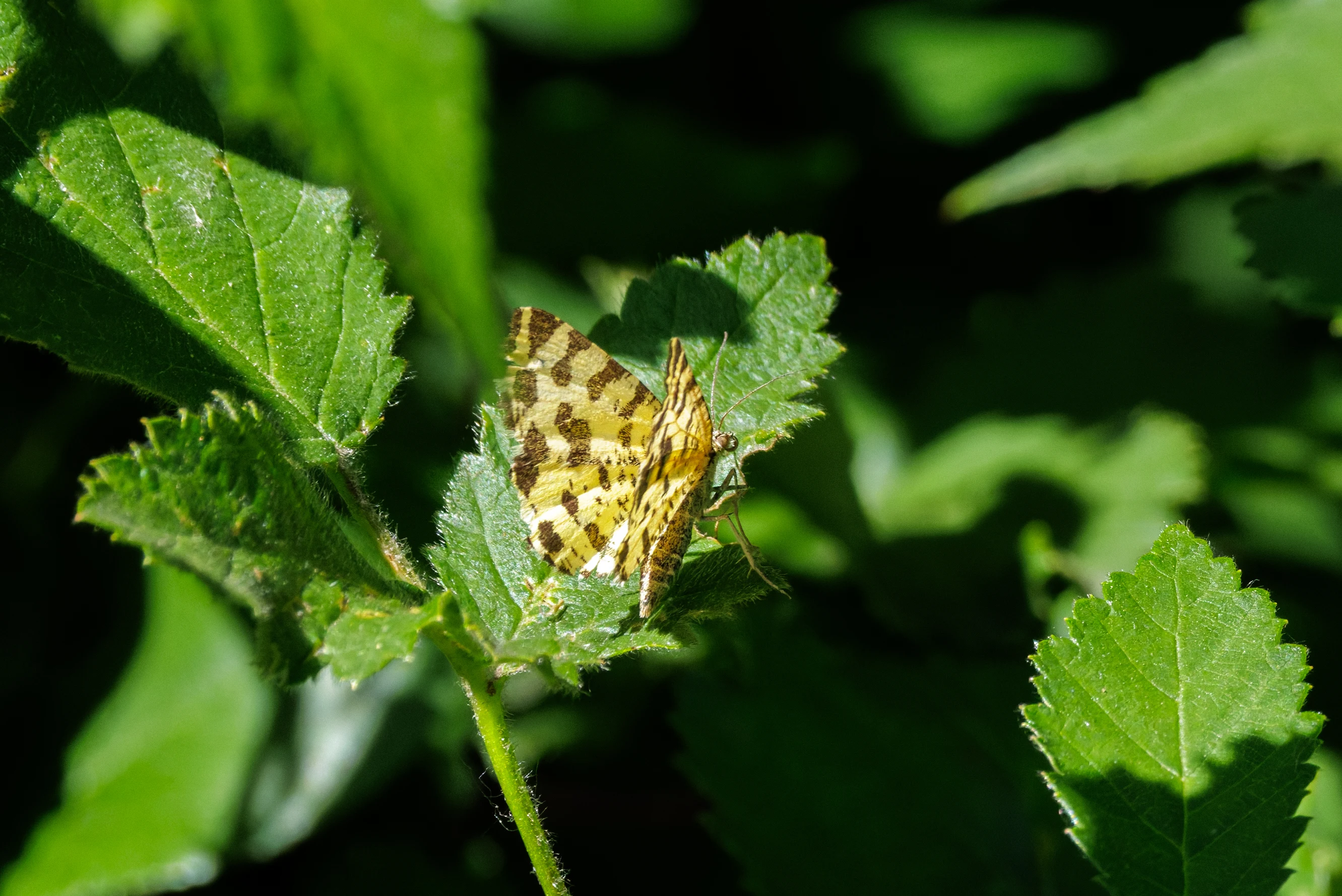 Speckled Yellow Moth, Romanian Steppe, Romania — photo by Orlando Prugel-Bennett