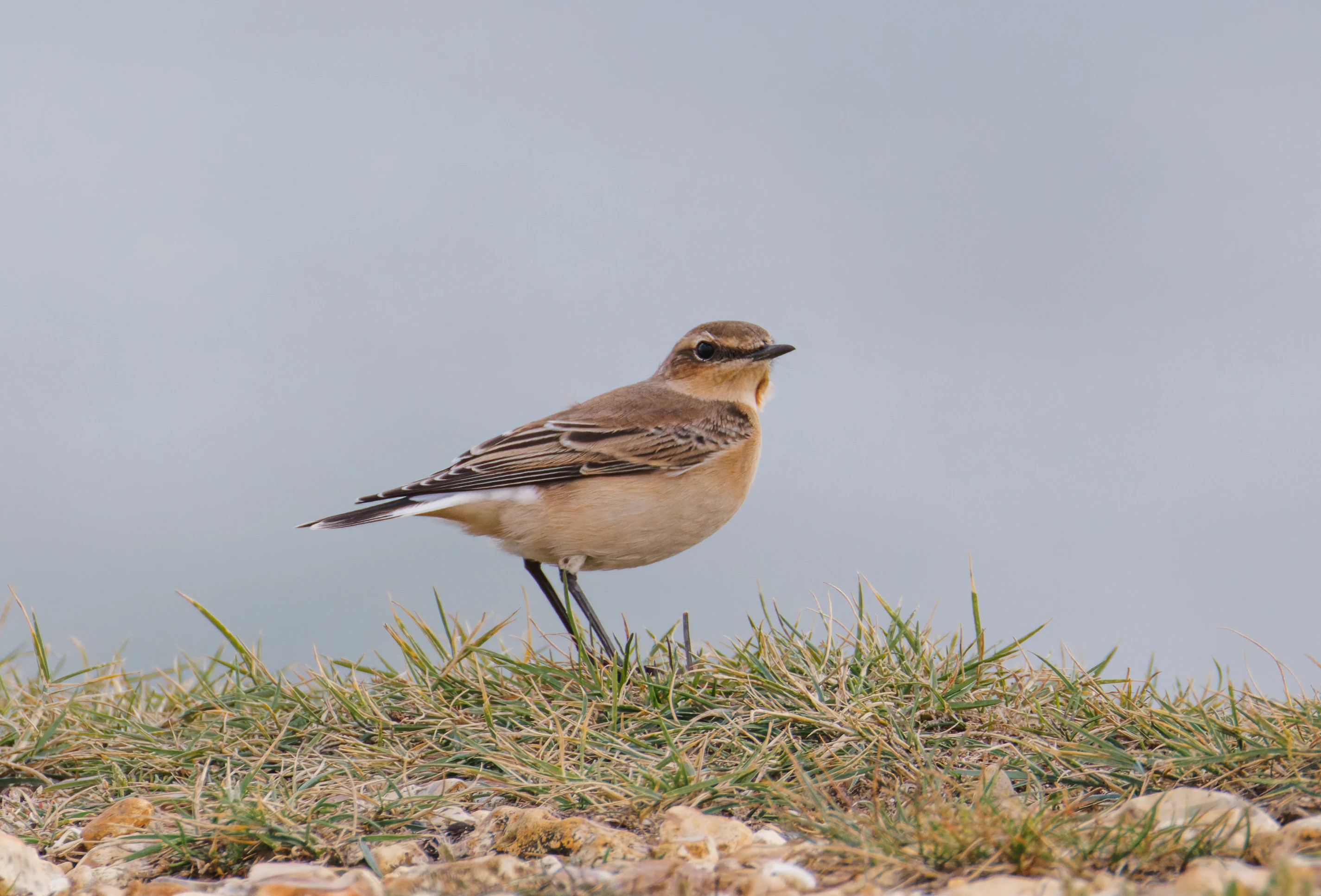 Northern Wheatear, Lymington, Hampshire, UK — photo by Orlando Prugel-Bennett