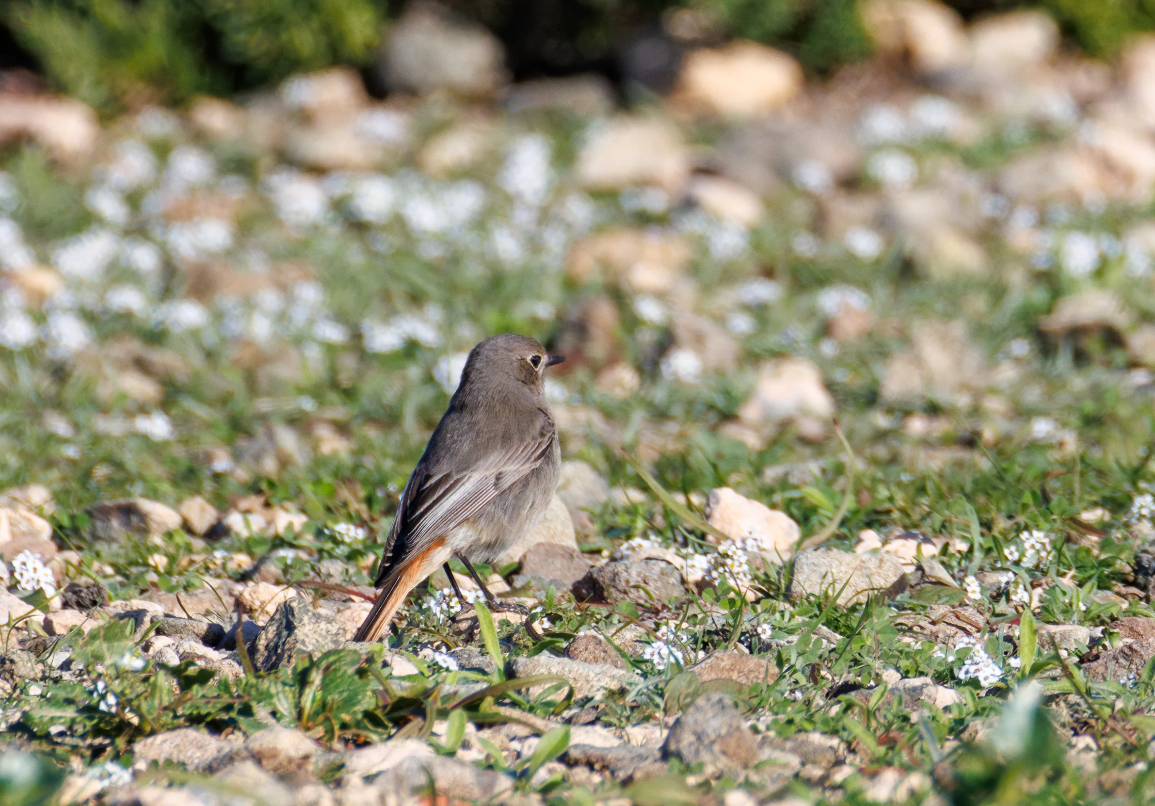 Black Redstart, Tabarca, Alicante, Spain — photo by Orlando Prugel-Bennett
