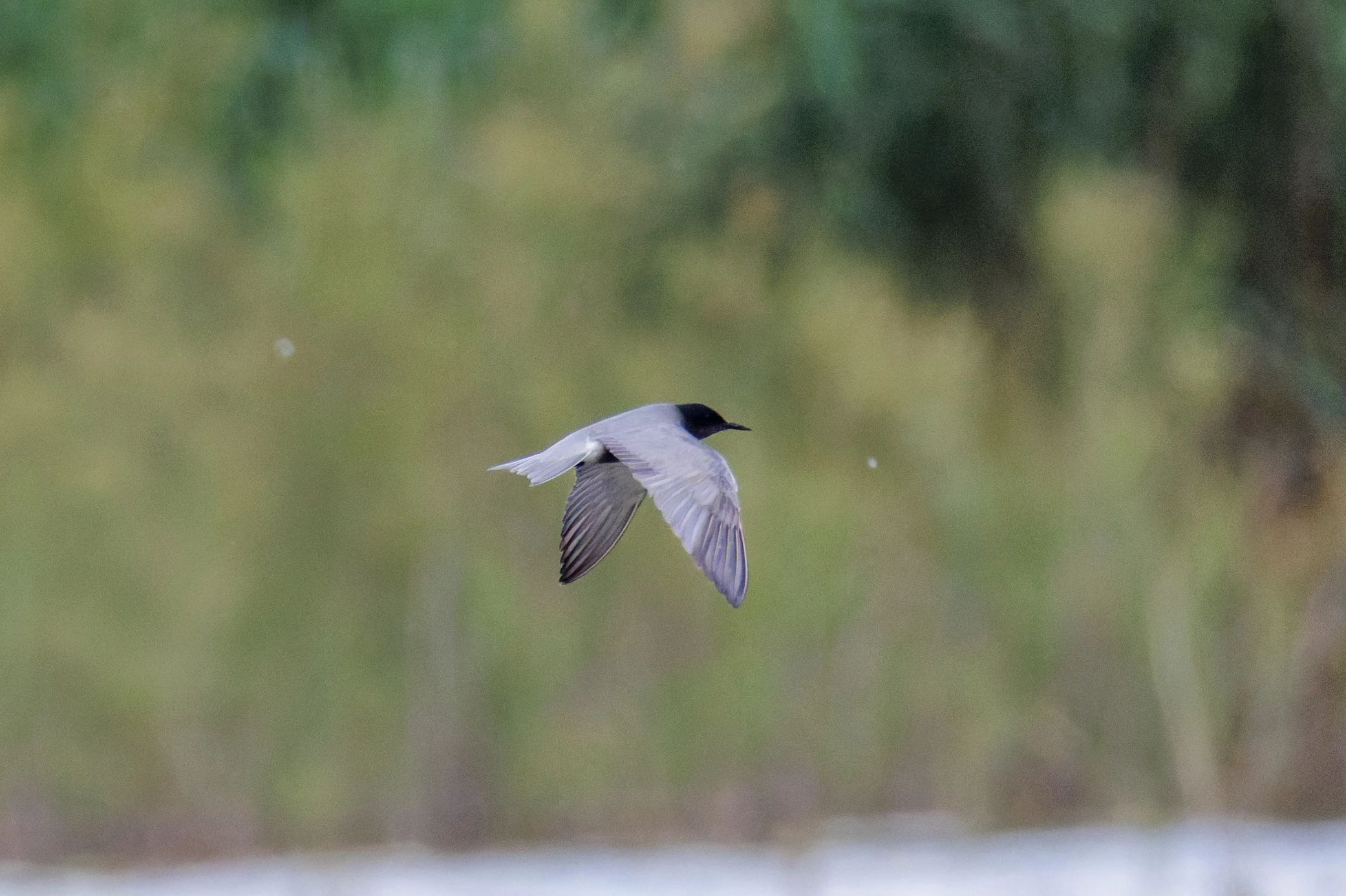 Black Tern, Romania — photo by Orlando Prugel-Bennett