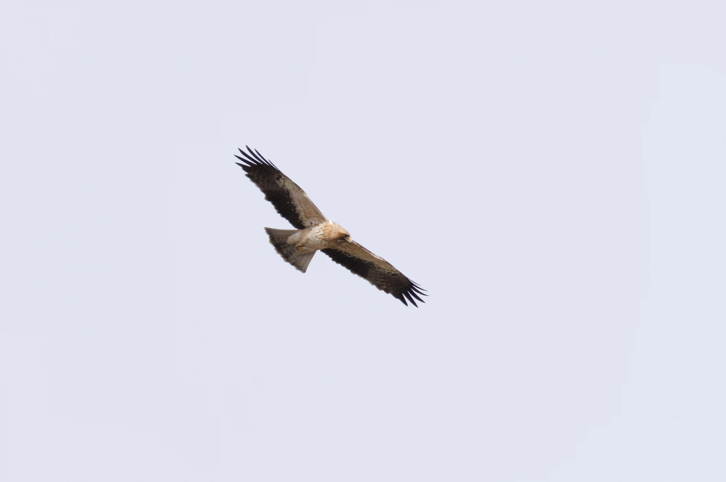 Booted Eagle, El Hondo, Spain — photo by Orlando Prugel-Bennett