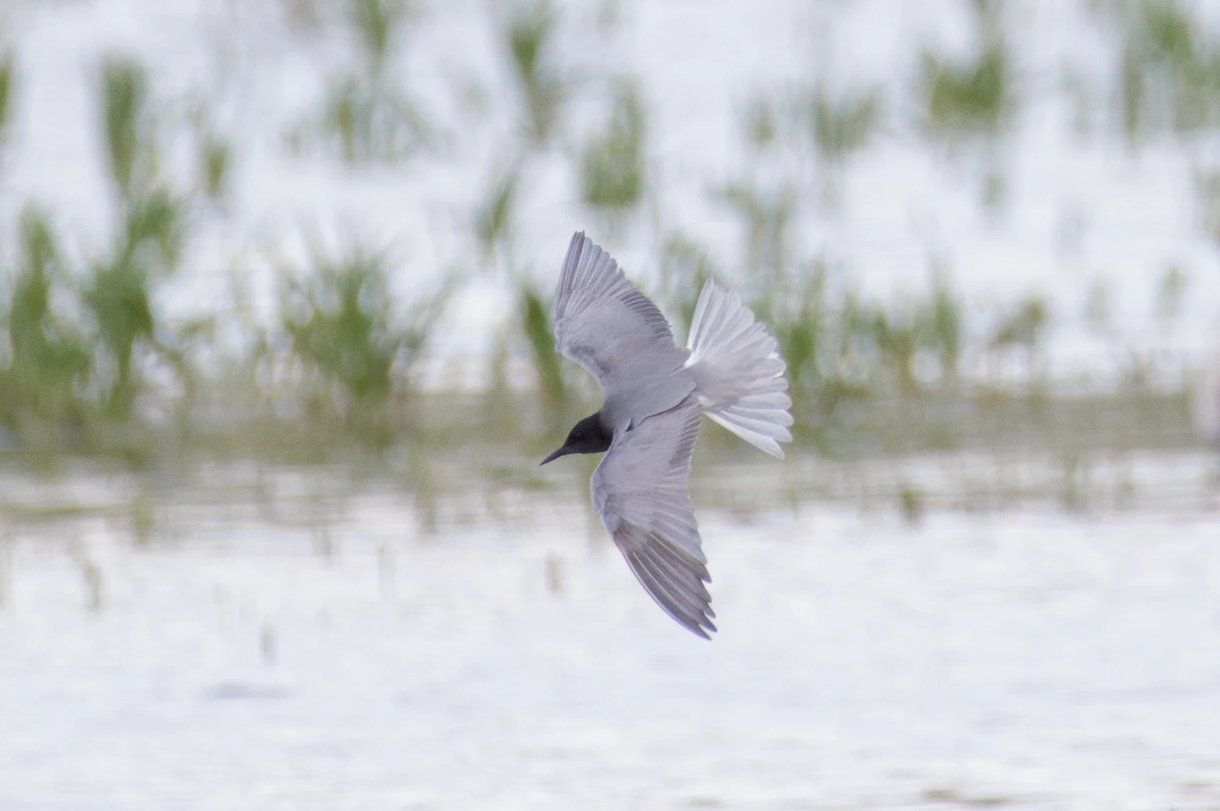 Black Tern, Romania — photo by Orlando Prugel-Bennett