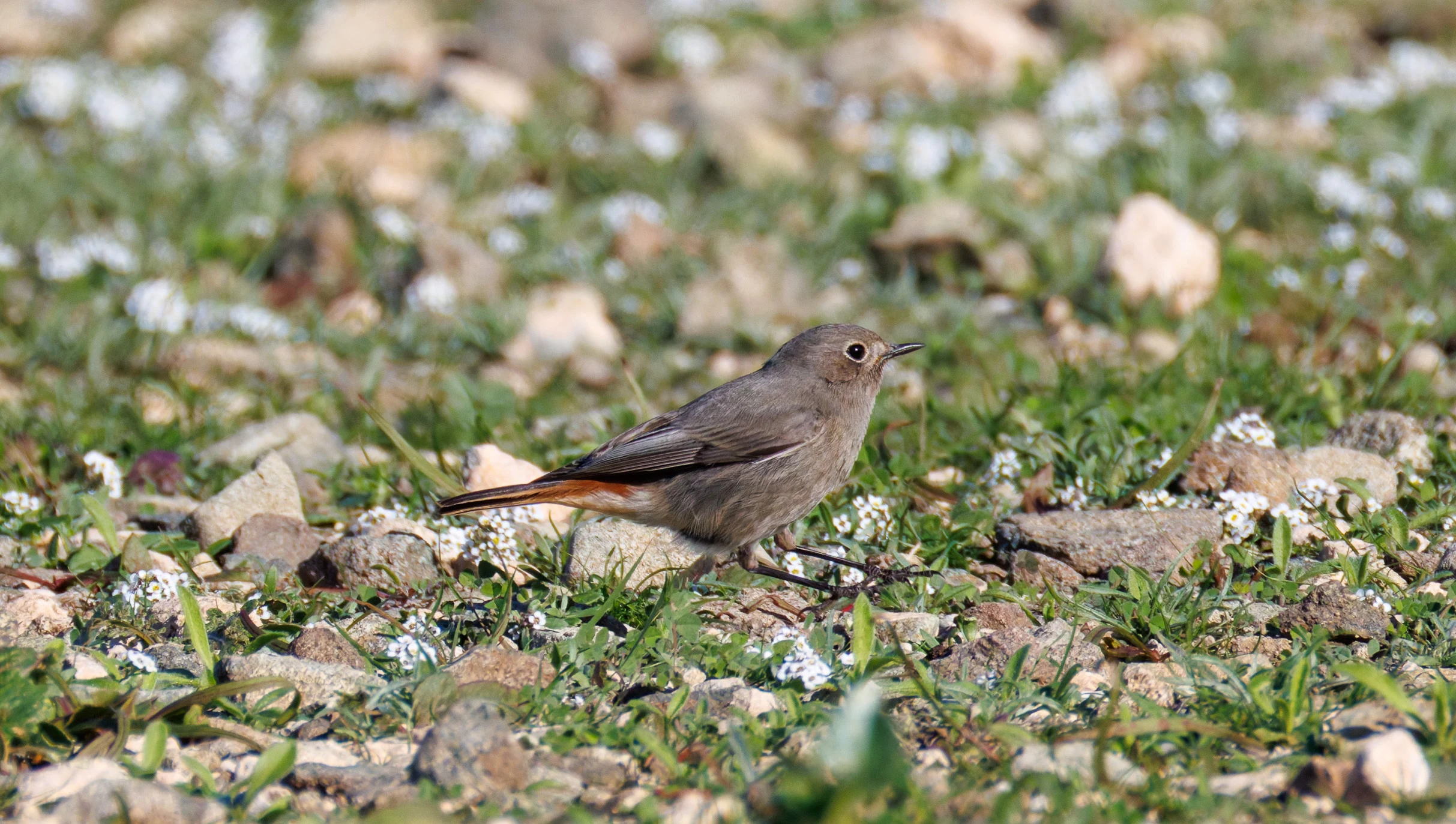 Black Redstart, Tabarca, Alicante, Spain — photo by Orlando Prugel-Bennett