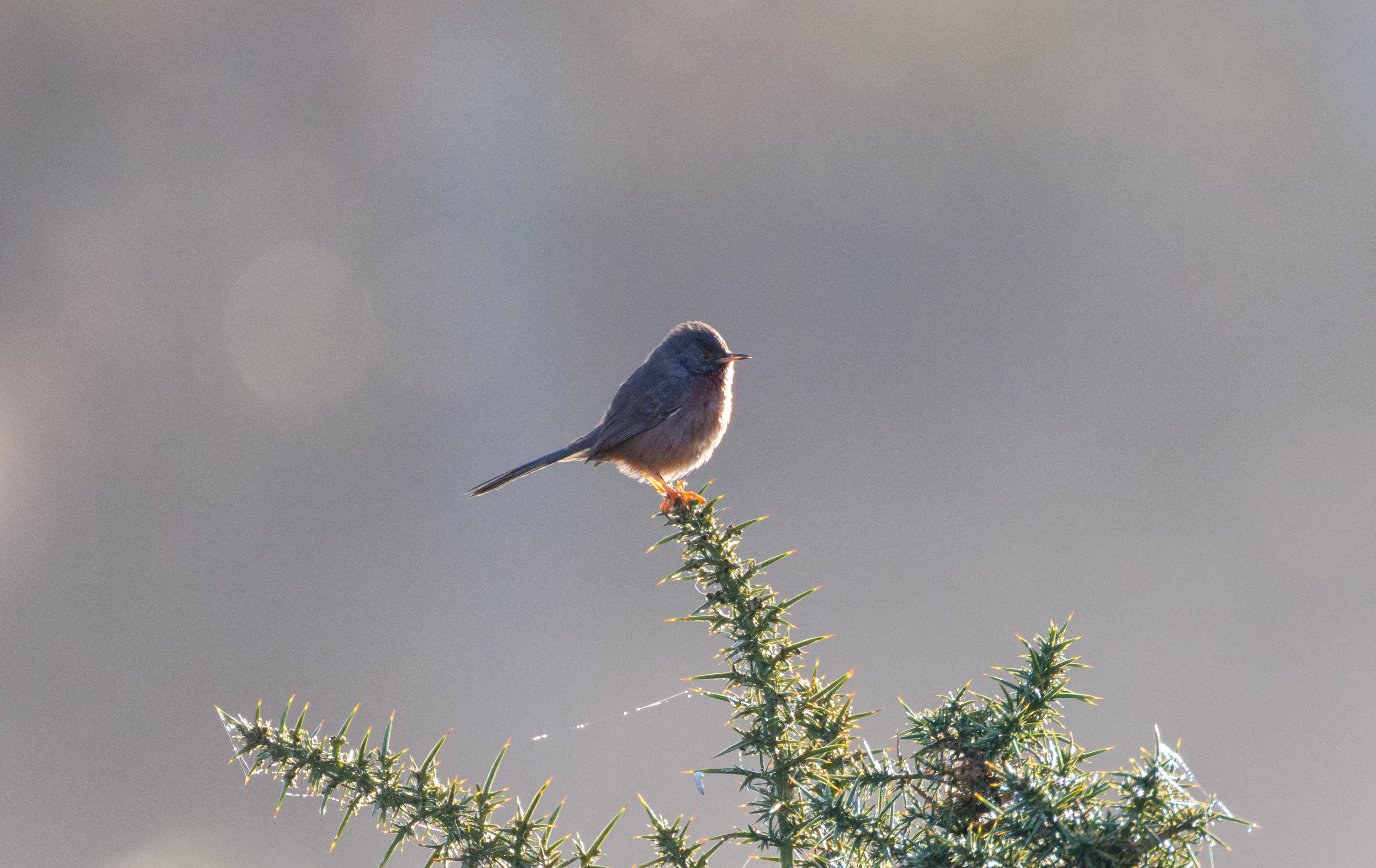 Dartford Warbler, Shatterford, Hampshire, UK — photo by Orlando Prugel-Bennett