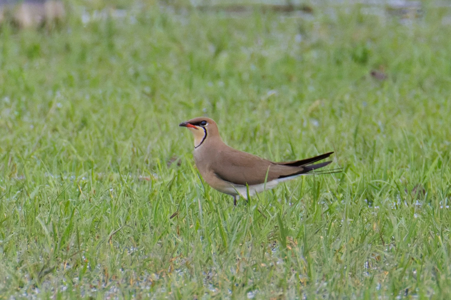 Collared Pratincole, Romania — photo by Orlando Prugel-Bennett