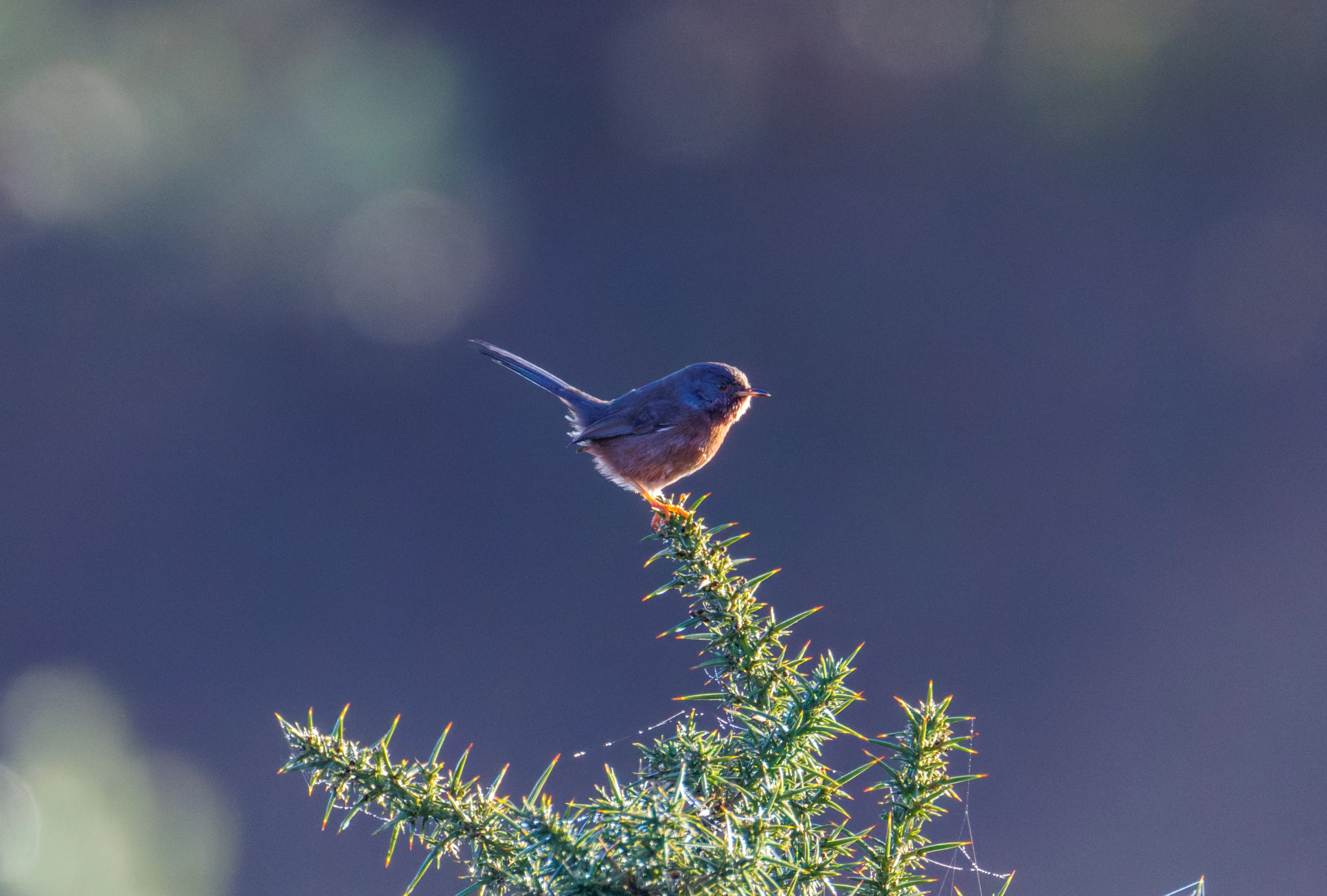 Dartford Warbler on gorse, Shatterford, Hampshire, UK — photo by Orlando Prugel-Bennett