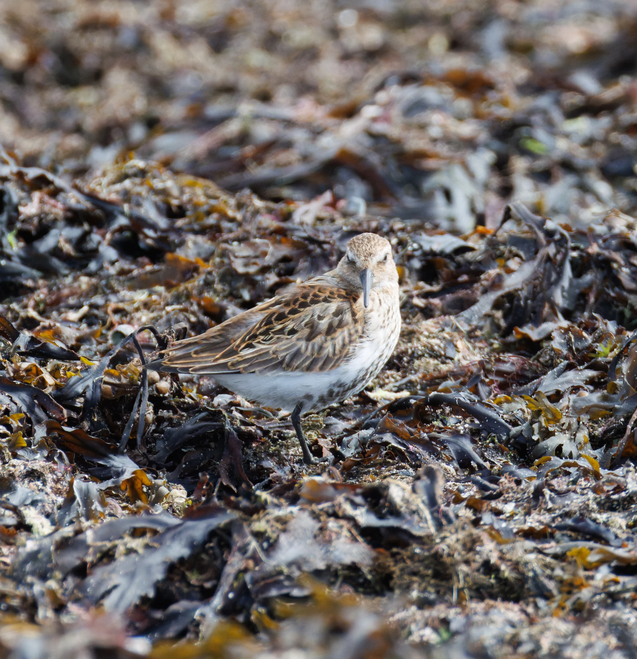 Dunlin, Lymington, Hampshire, UK — photo by Orlando Prugel-Bennett