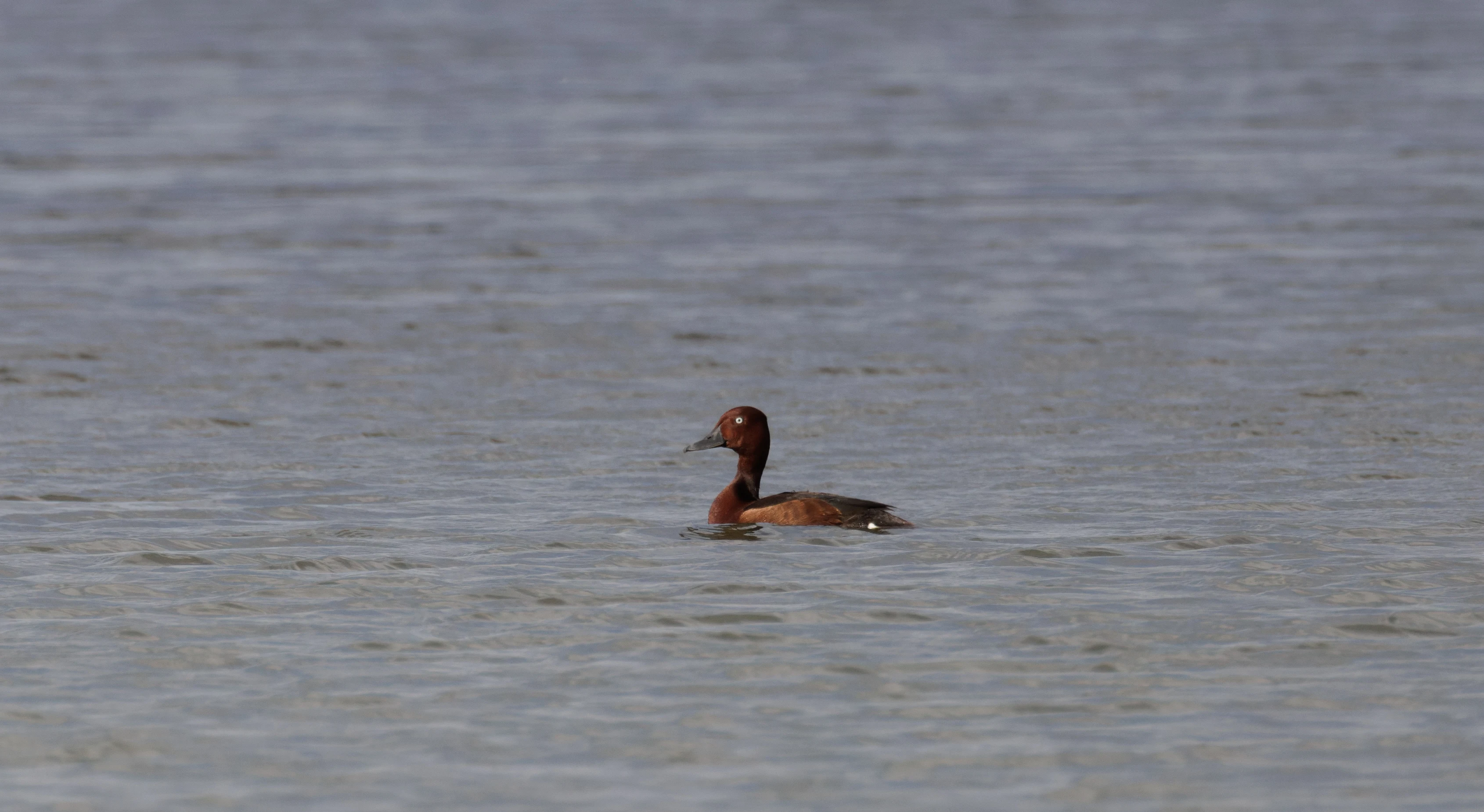 Ferruginous Duck, Danube Delta, Romania — photo by Orlando Prugel-Bennett