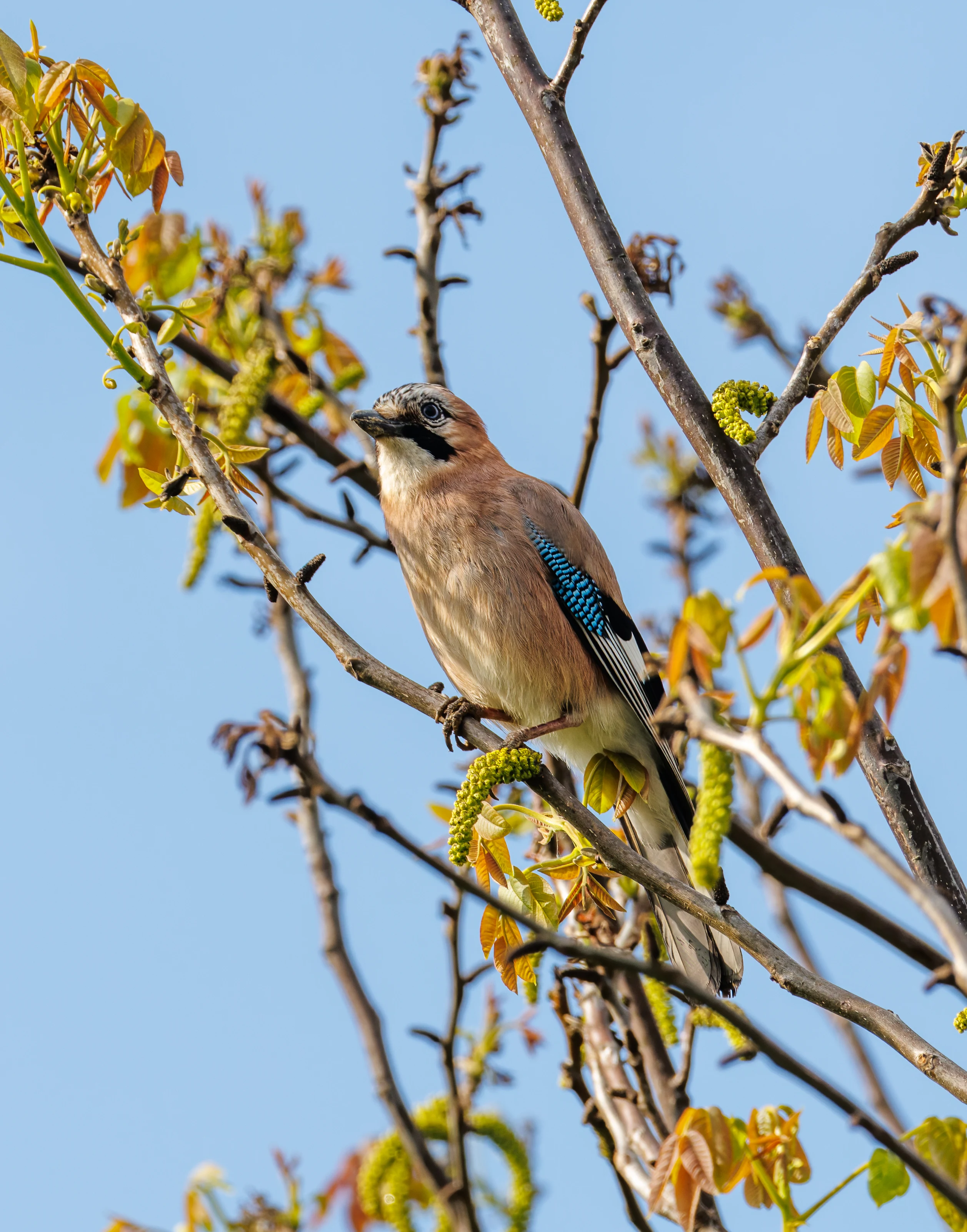 Eurasian Jay, Transylvania, Romania — photo by Orlando Prugel-Bennett