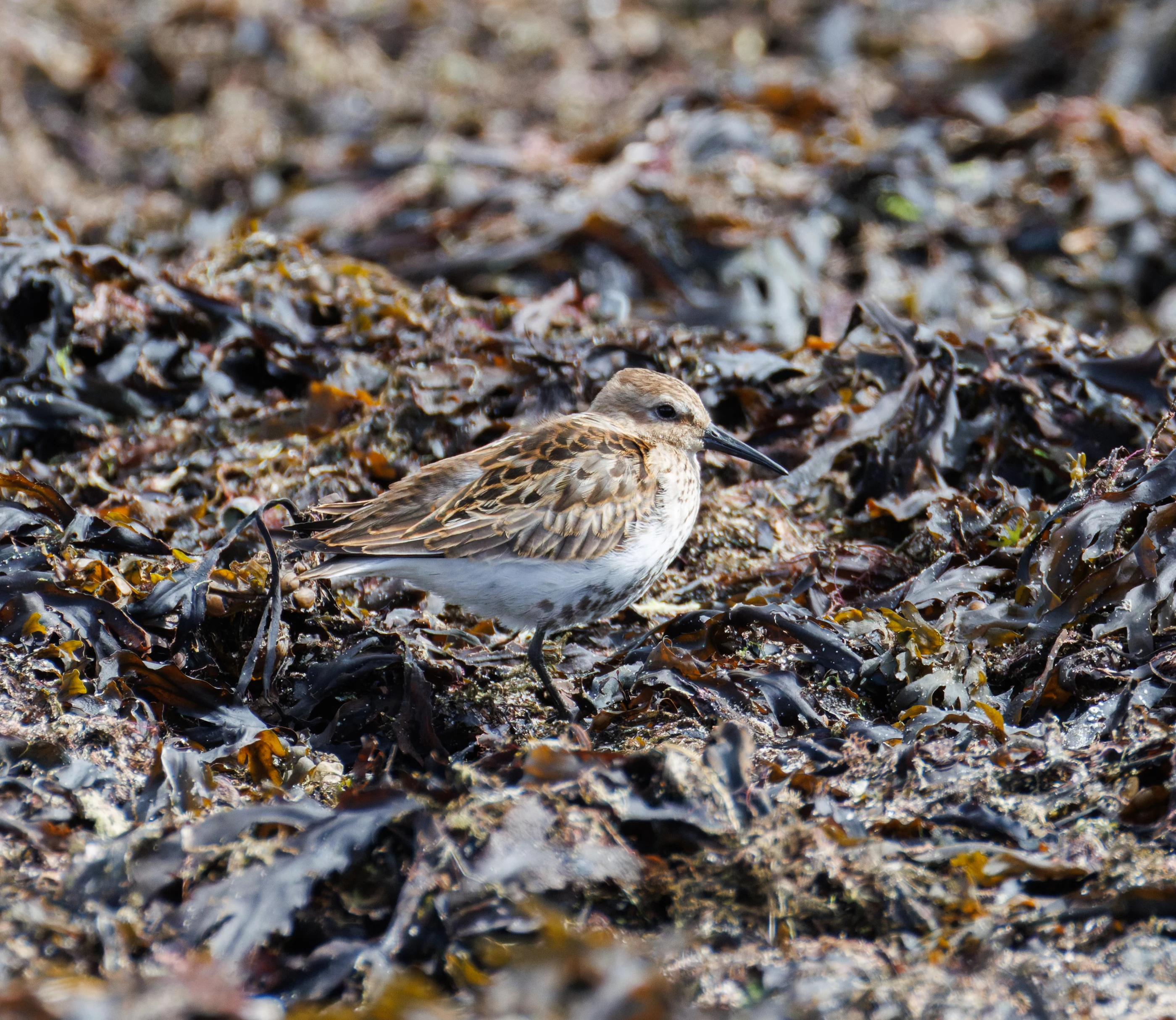 Dunlin, Lymington, Hampshire, UK — photo by Orlando Prugel-Bennett