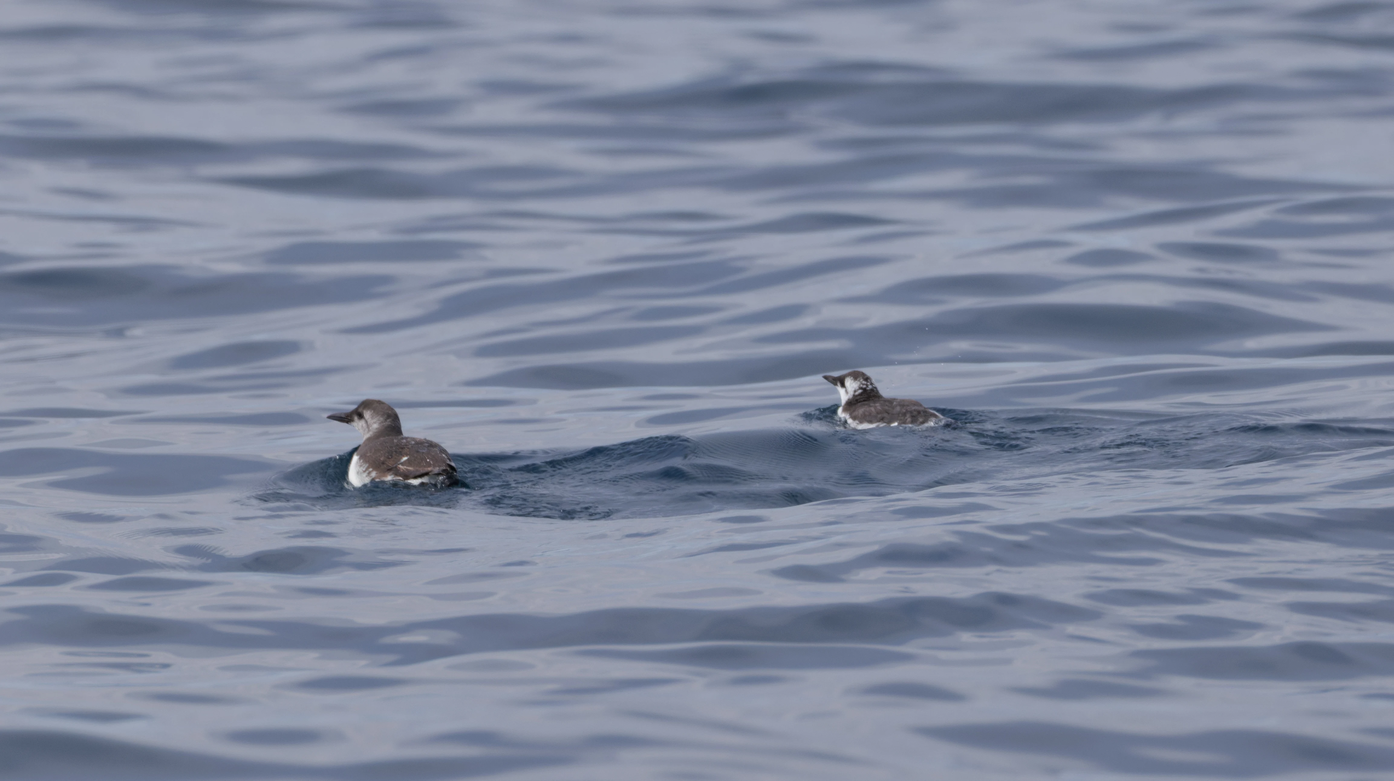 Guillemot and chick, Falmouth, Cornwall, UK — photo by Orlando Prugel-Bennett