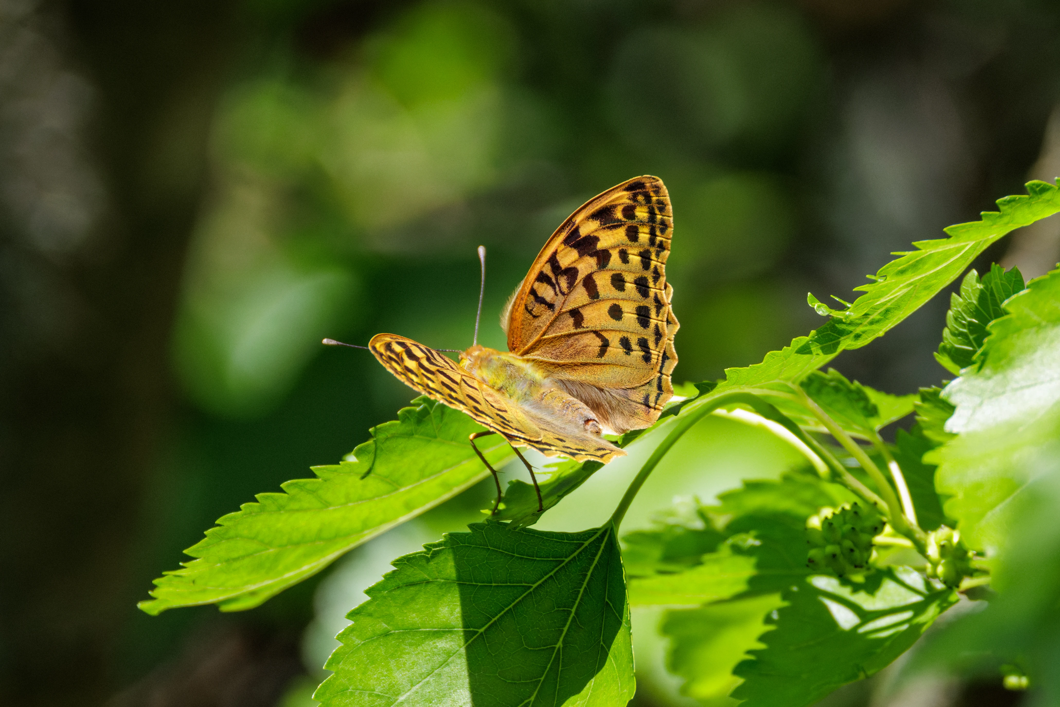 Cardinal fritillary, Romanian Steppe, Romania — photo by Orlando Prugel-Bennett