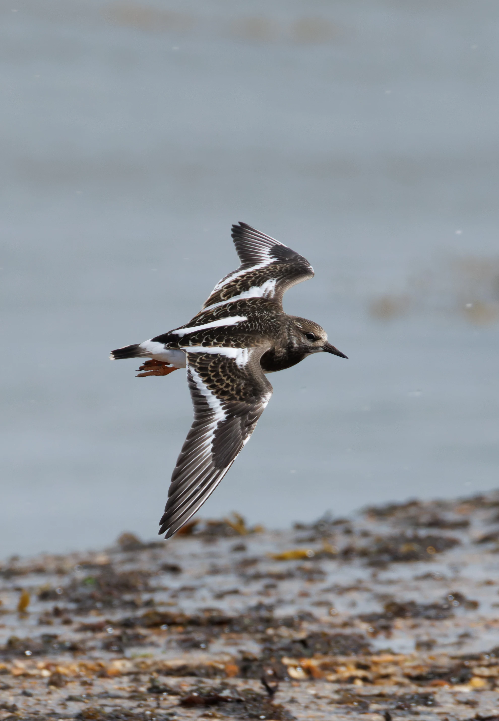 Ruddy Turnstone, Lymington, Hampshire, UK — photo by Orlando Prugel-Bennett