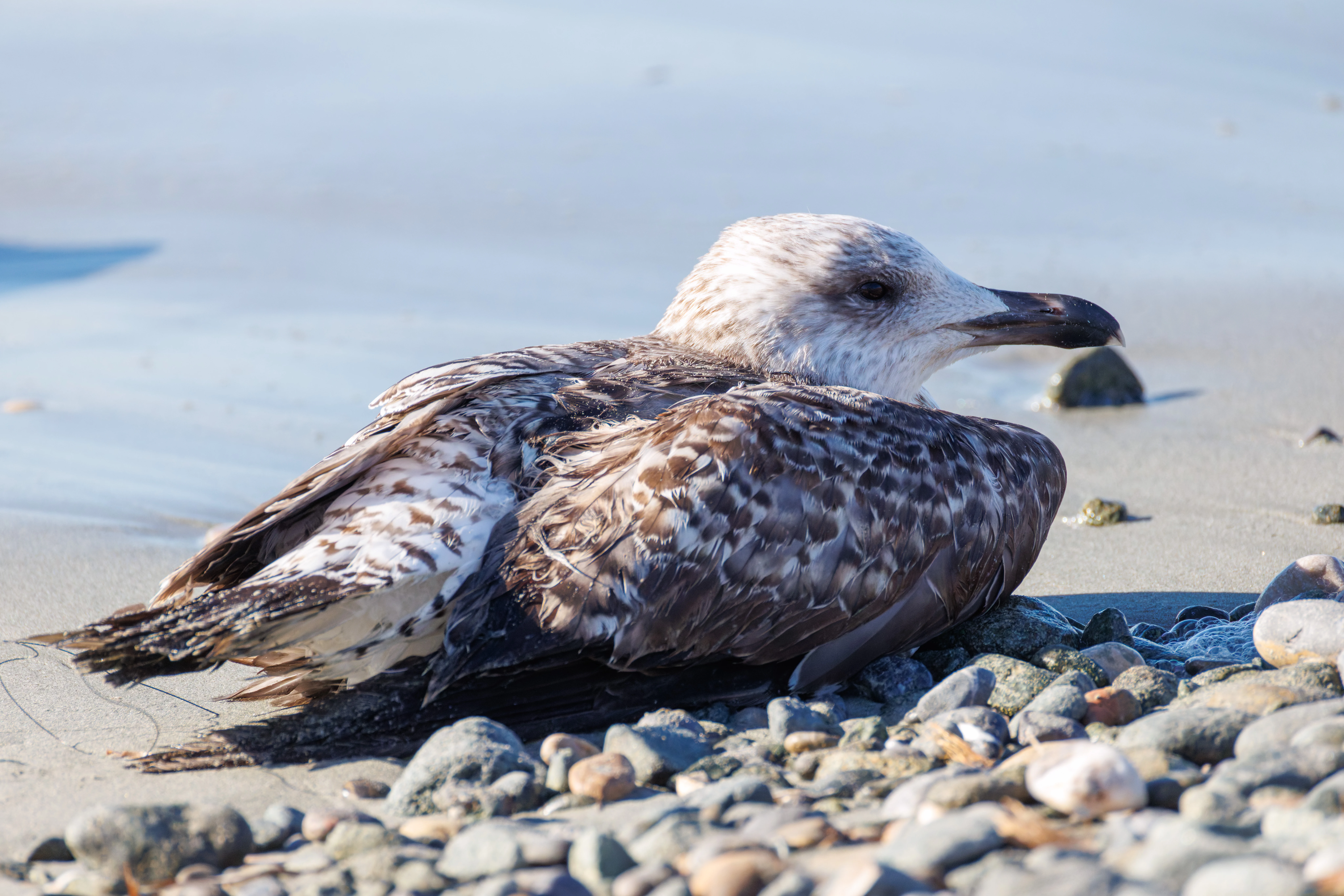 Yellow-legged Gull (juvenile), Tabarca, Alicante, Spain — photo by Orlando Prugel-Bennett