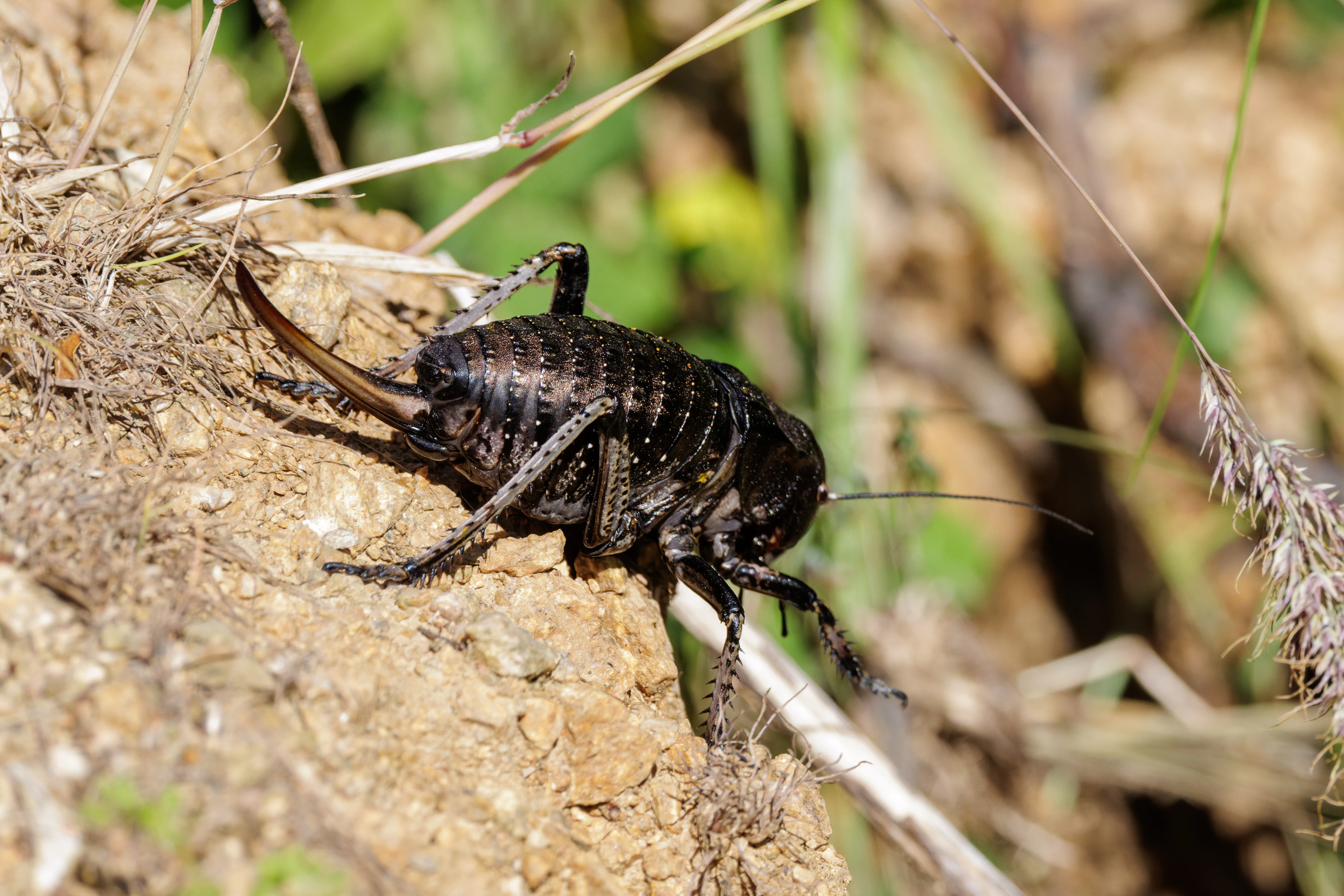 Bronze Glandular Bush-cricket, Romanian Steppe, Romania — photo by Orlando Prugel-Bennett