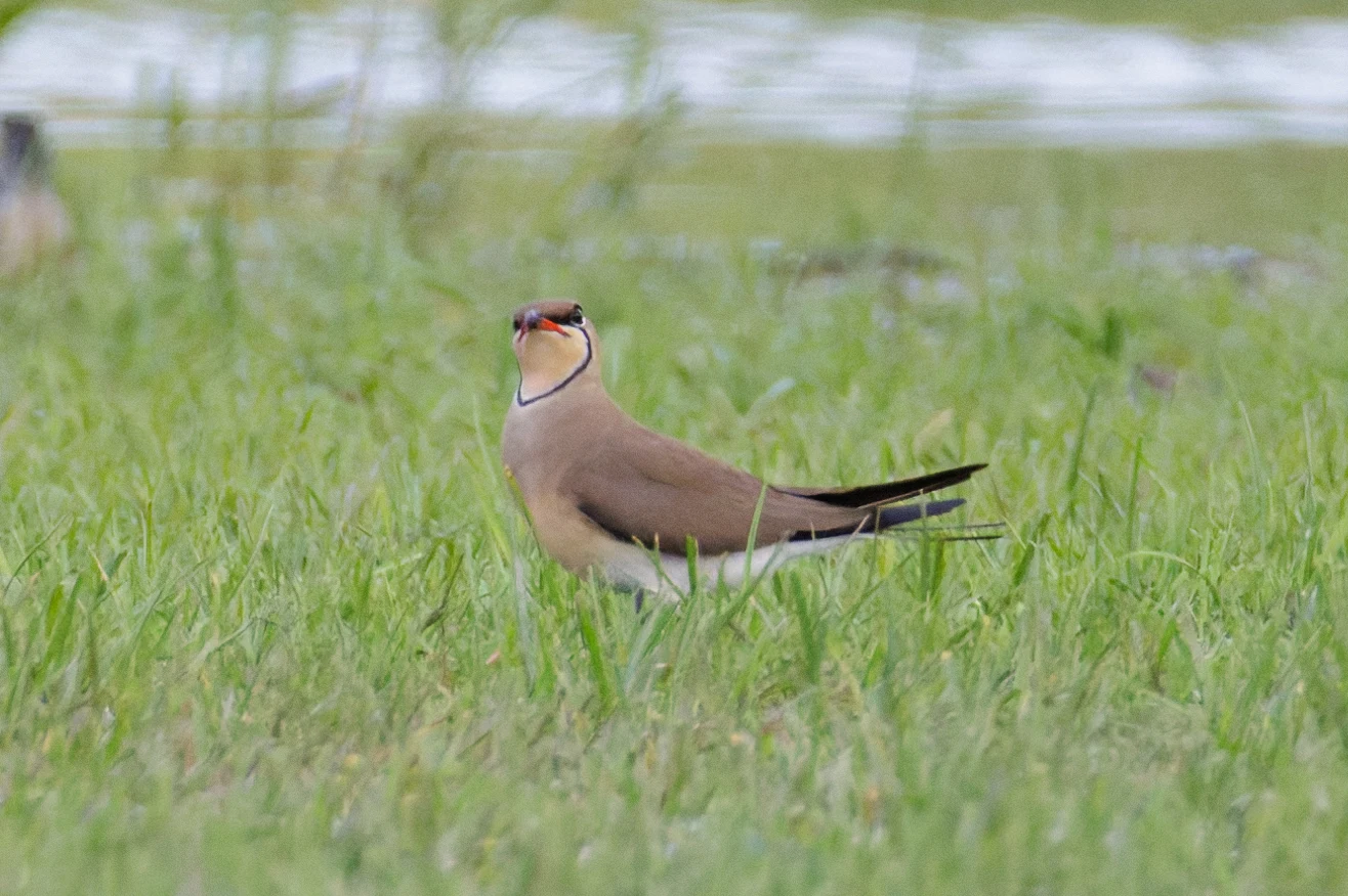 Collared Pratincole, Romania — photo by Orlando Prugel-Bennett