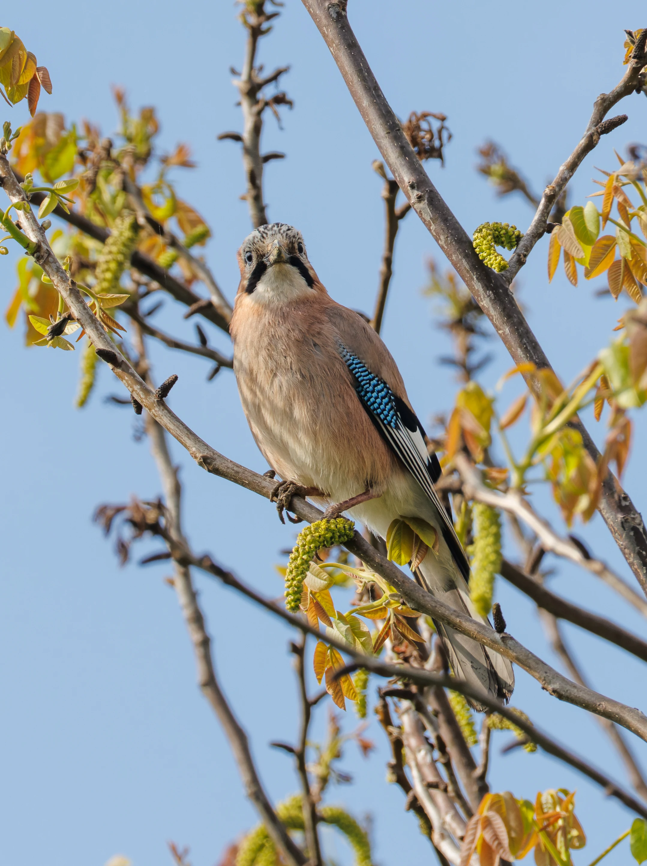 Eurasian Jay, Transylvania, Romania — photo by Orlando Prugel-Bennett