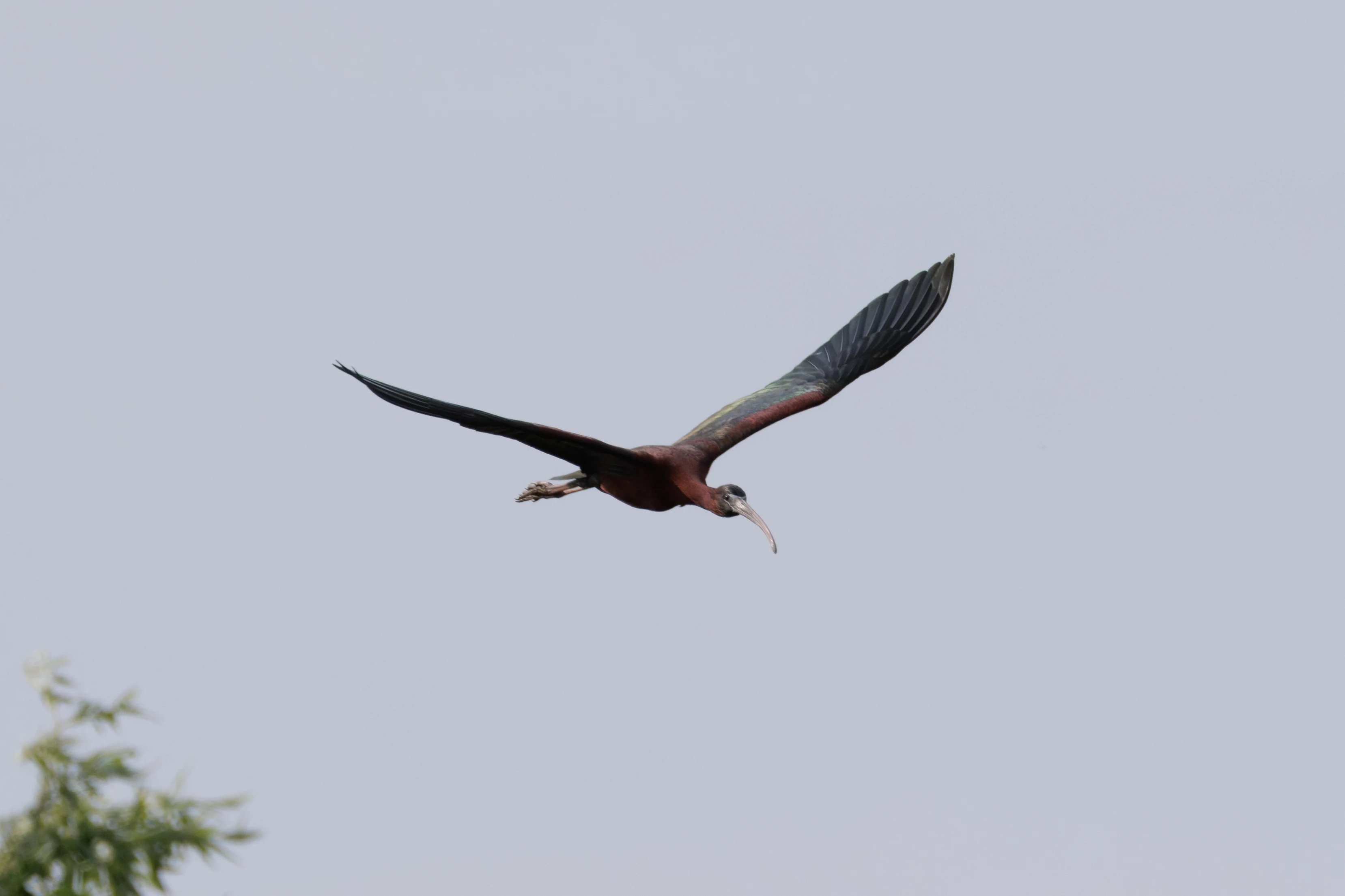 Glossy Ibis, Danube Delta, Romania — photo by Orlando Prugel-Bennett