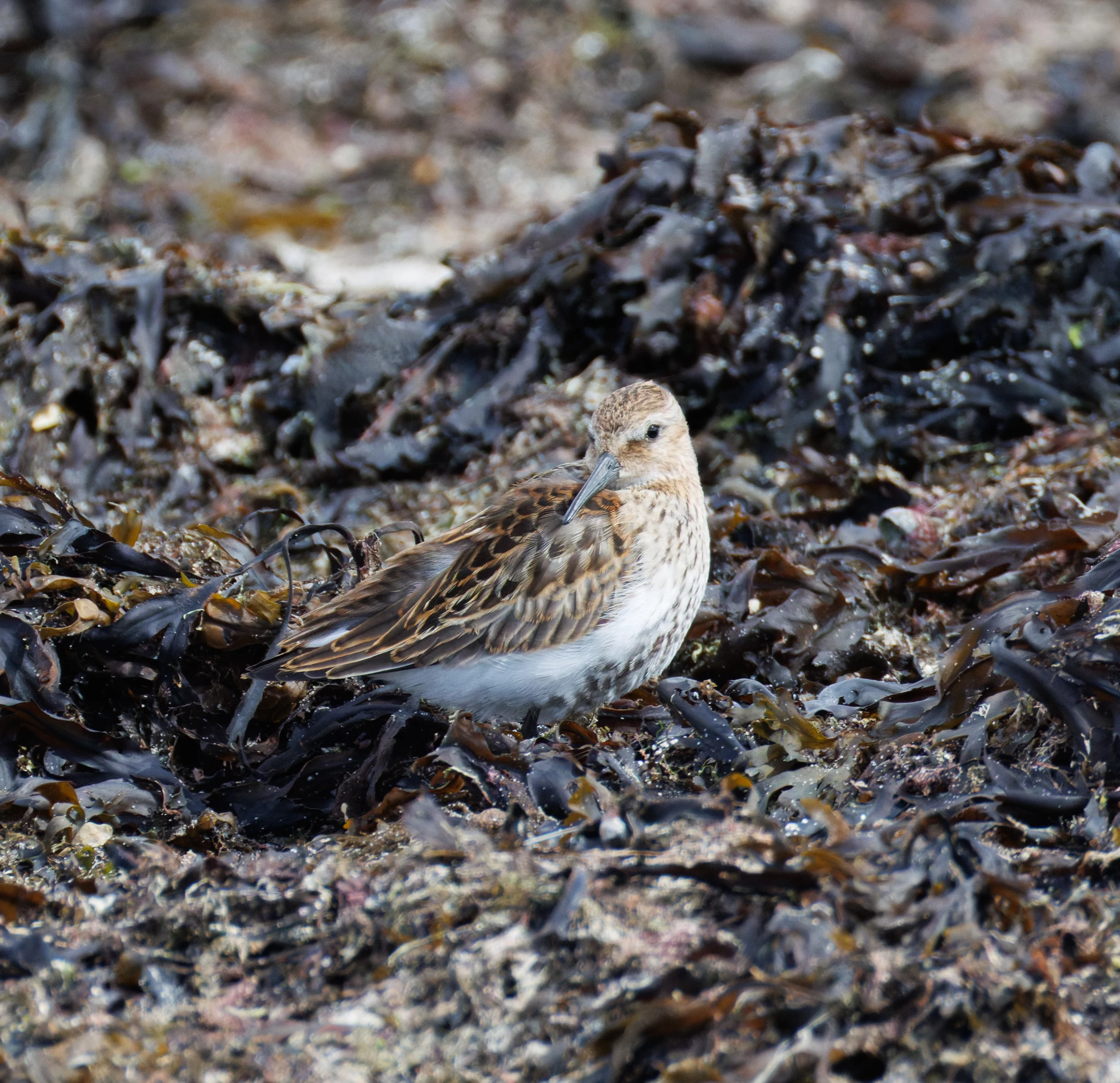 Dunlin, Lymington, Hampshire, UK — photo by Orlando Prugel-Bennett