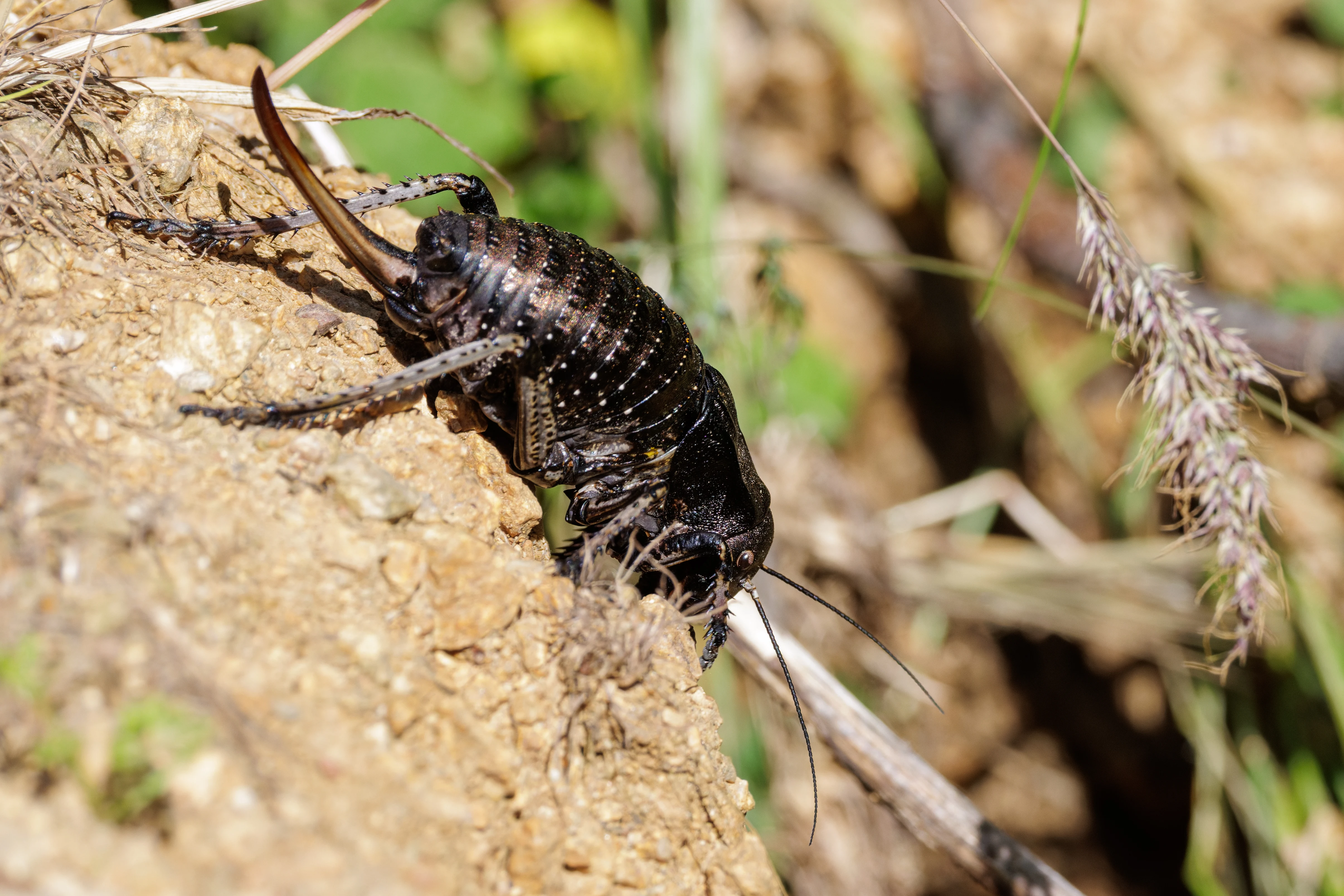 Bronze Glandular Bush-cricket, Romanian Steppe, Romania — photo by Orlando Prugel-Bennett