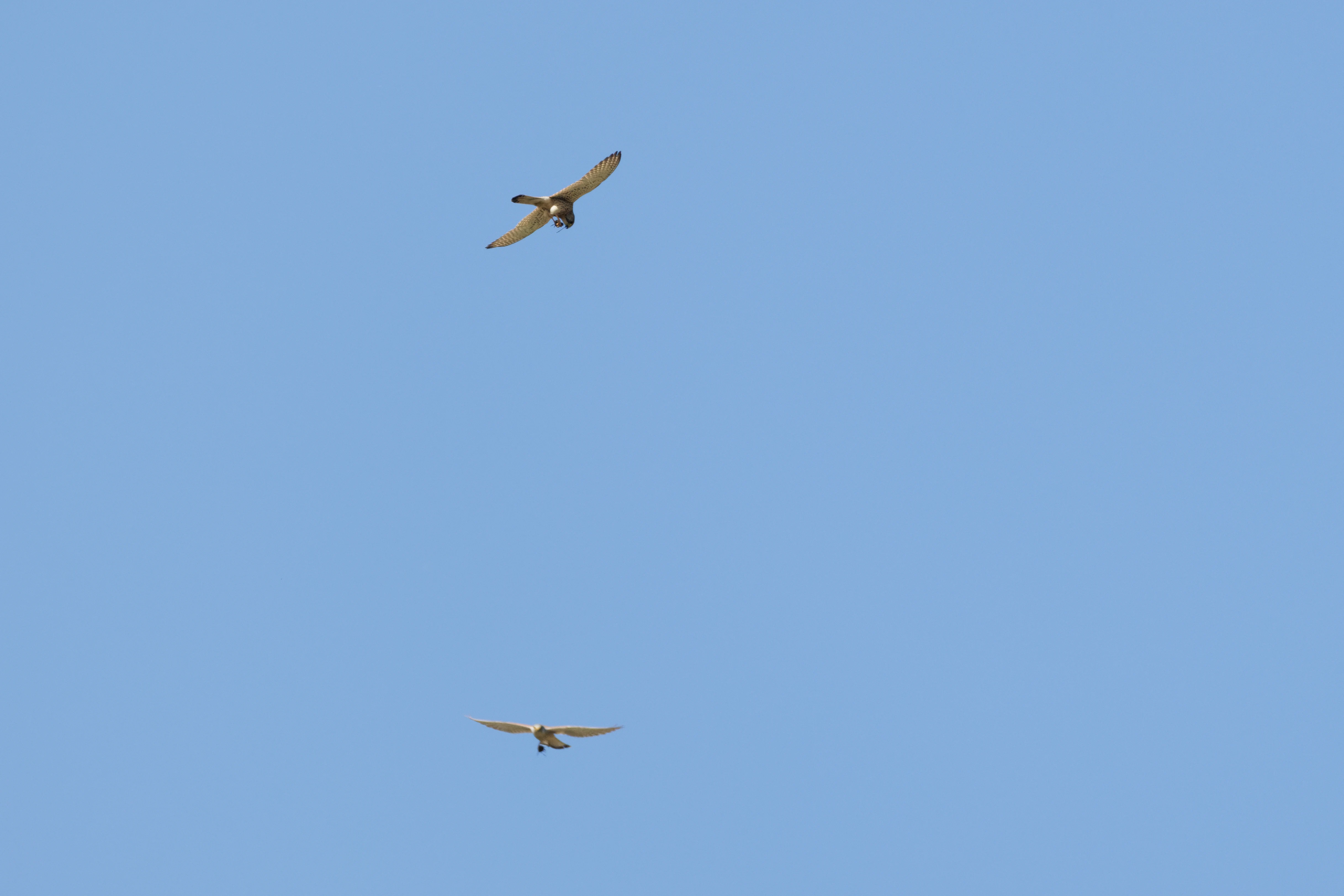 Common Kestrel, Romanian Steppe, Romania — photo by Orlando Prugel-Bennett