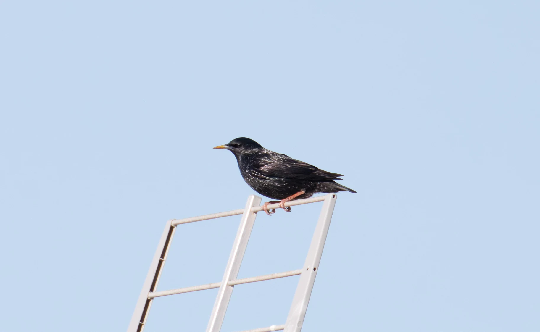 Spotless Starling, Tabarca, Alicante, Spain — photo by Orlando Prugel-Bennett