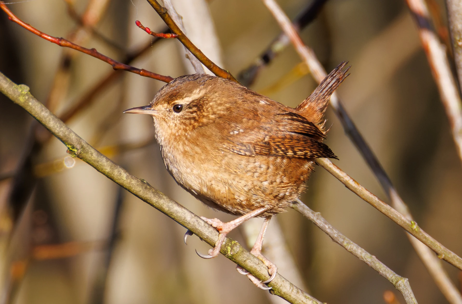 Eurasian Wren, Shatterford, Hampshire, UK — photo by Orlando Prugel-Bennett