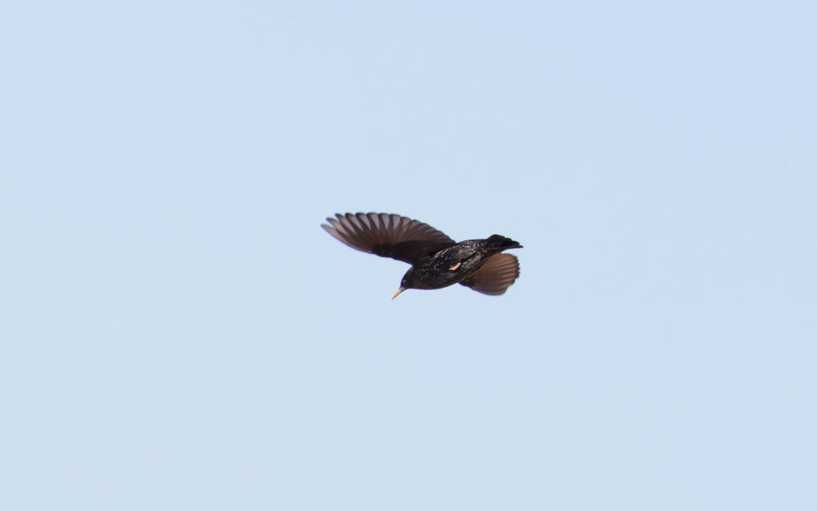 Spotless Starling, Tabarca, Alicante, Spain — photo by Orlando Prugel-Bennett