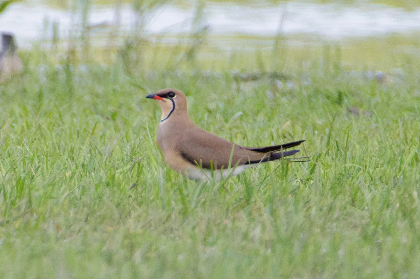 Collared Pratincole, Romania — photo by Orlando Prugel-Bennett