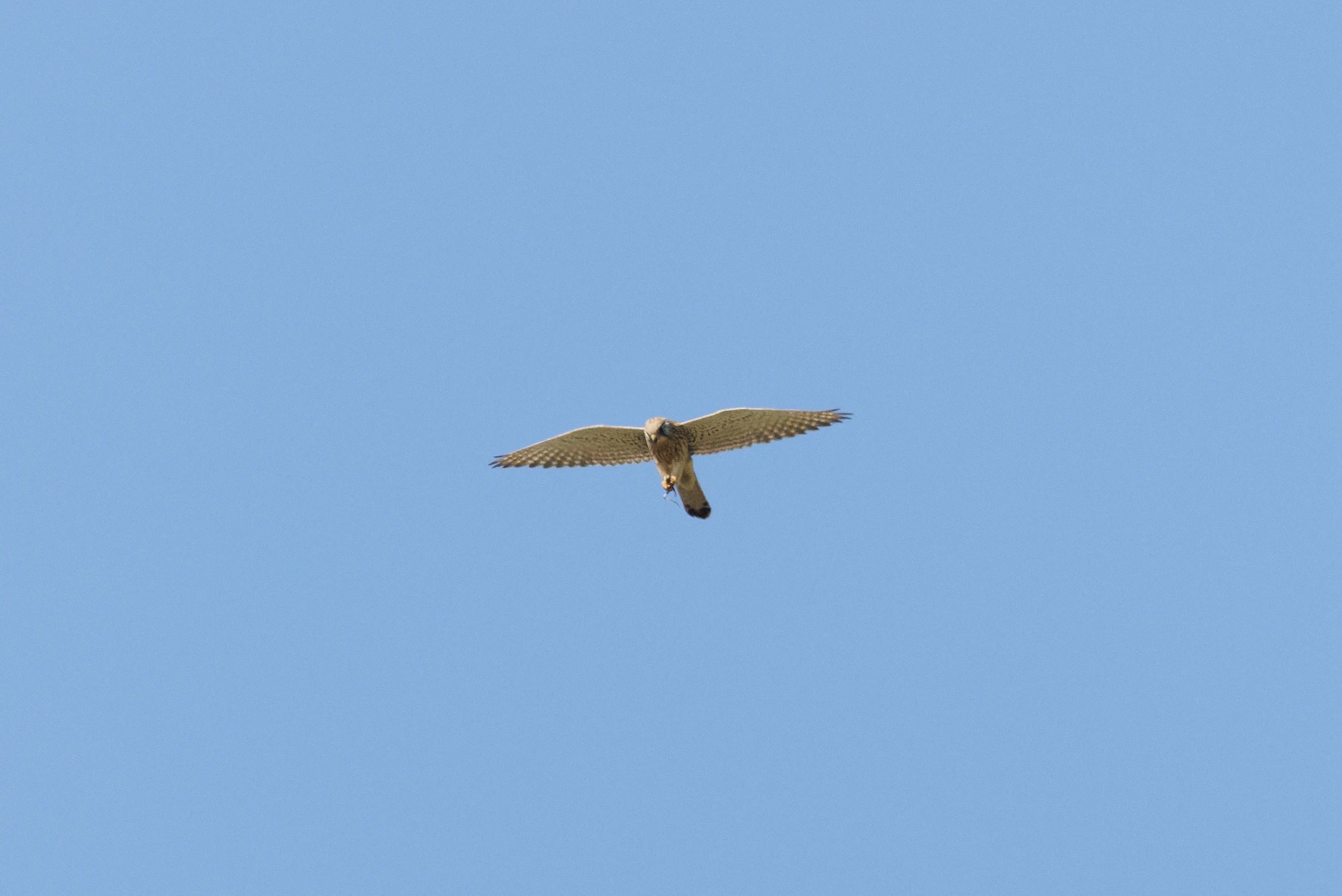 Common Kestrel, Romanian Steppe, Romania — photo by Orlando Prugel-Bennett