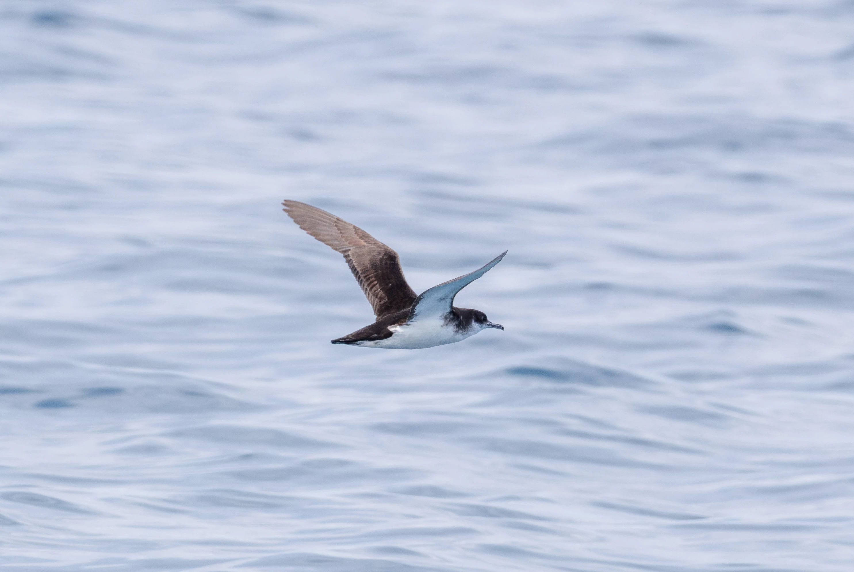 Manx Shearwater, Falmouth, Cornwall, UK — photo by Orlando Prugel-Bennett
