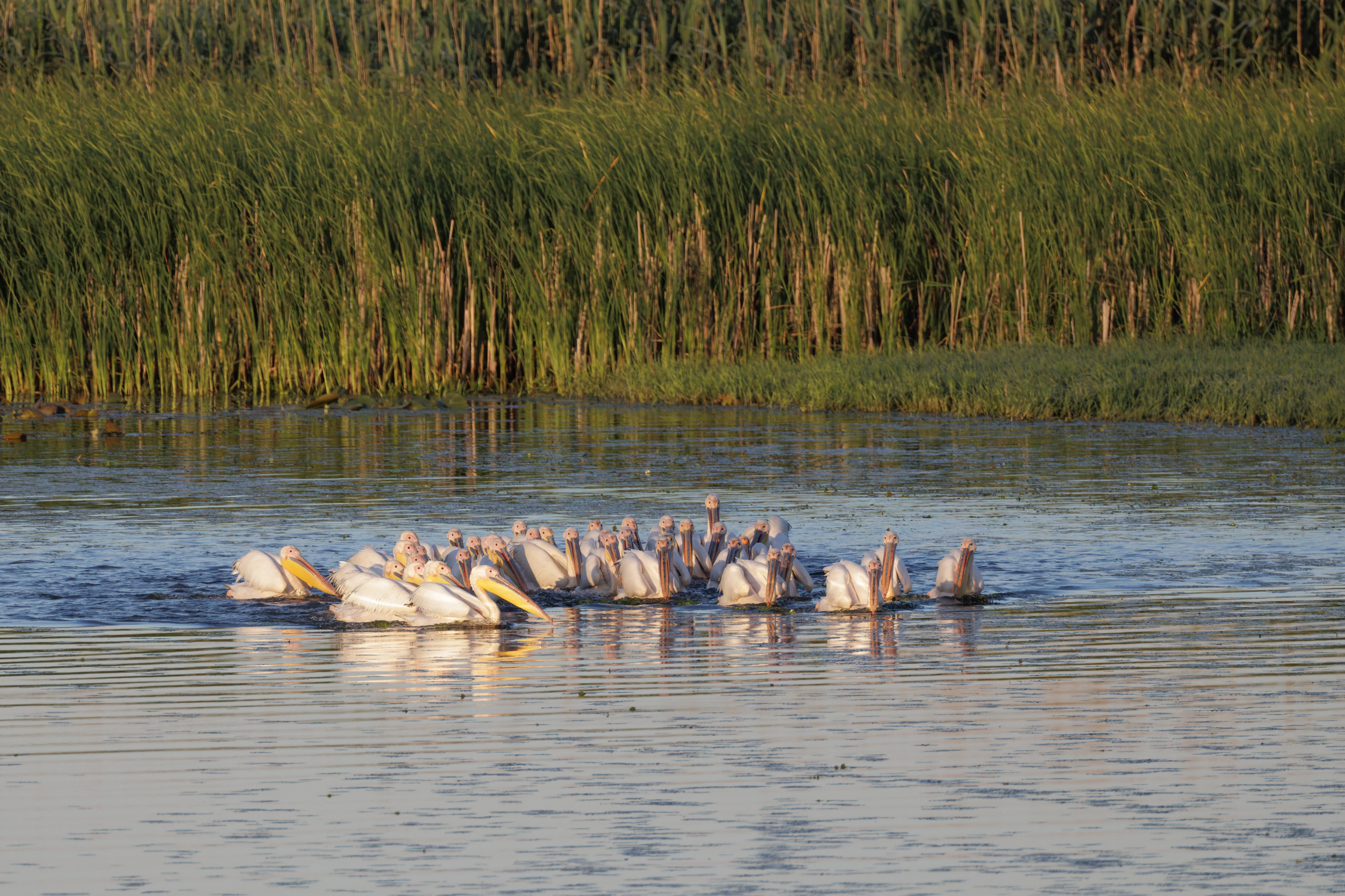 Great White Pelicans, Danube Delta, Romania — photo by Orlando Prugel-Bennett