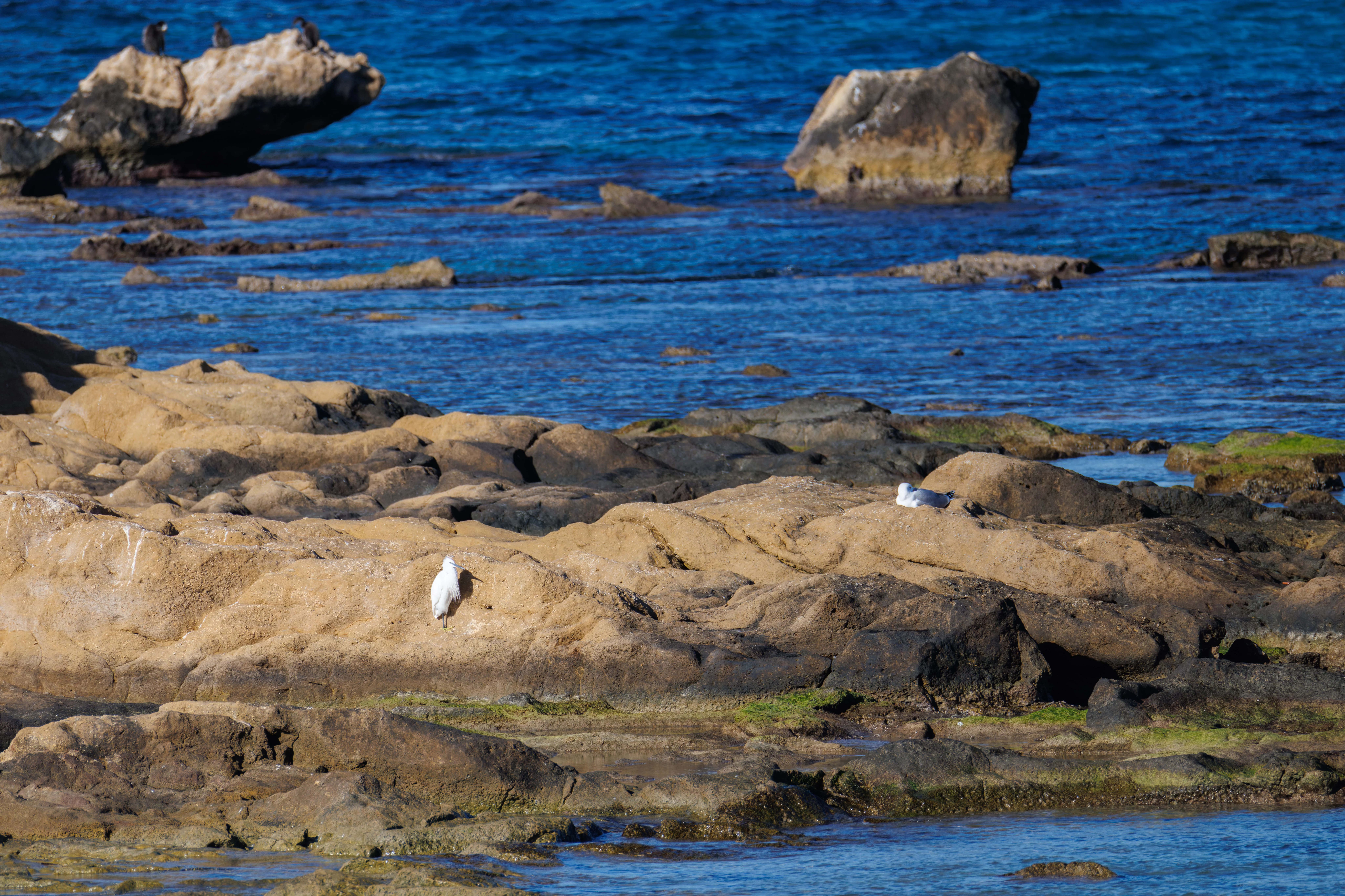 Yellow-legged Gull, Little Egret, and Great Cormorants, Tabarca, Alicante, Spain — photo by Orlando Prugel-Bennett