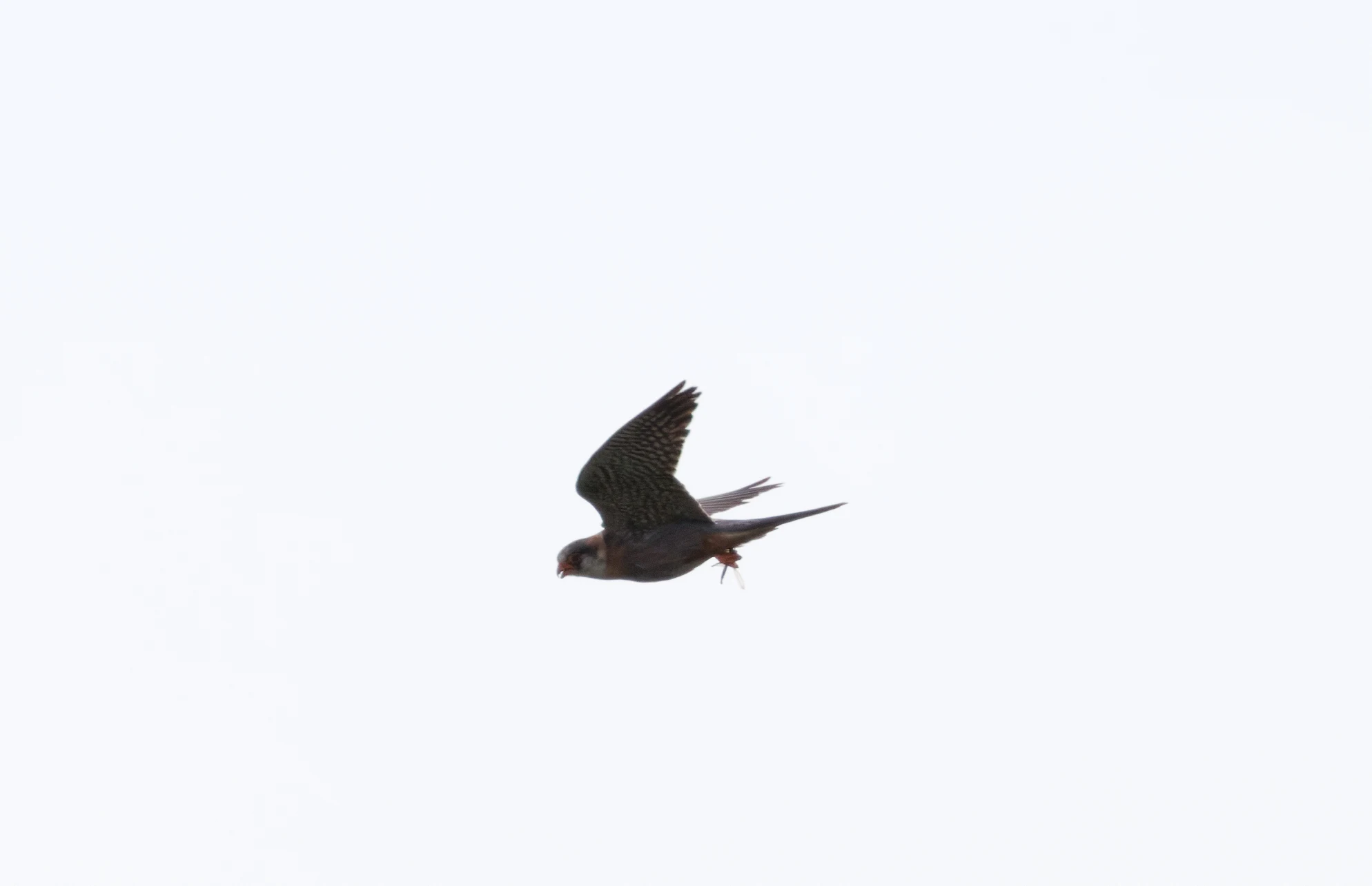 Hobby, Danube Delta, Romania — photo by Orlando Prugel-Bennett