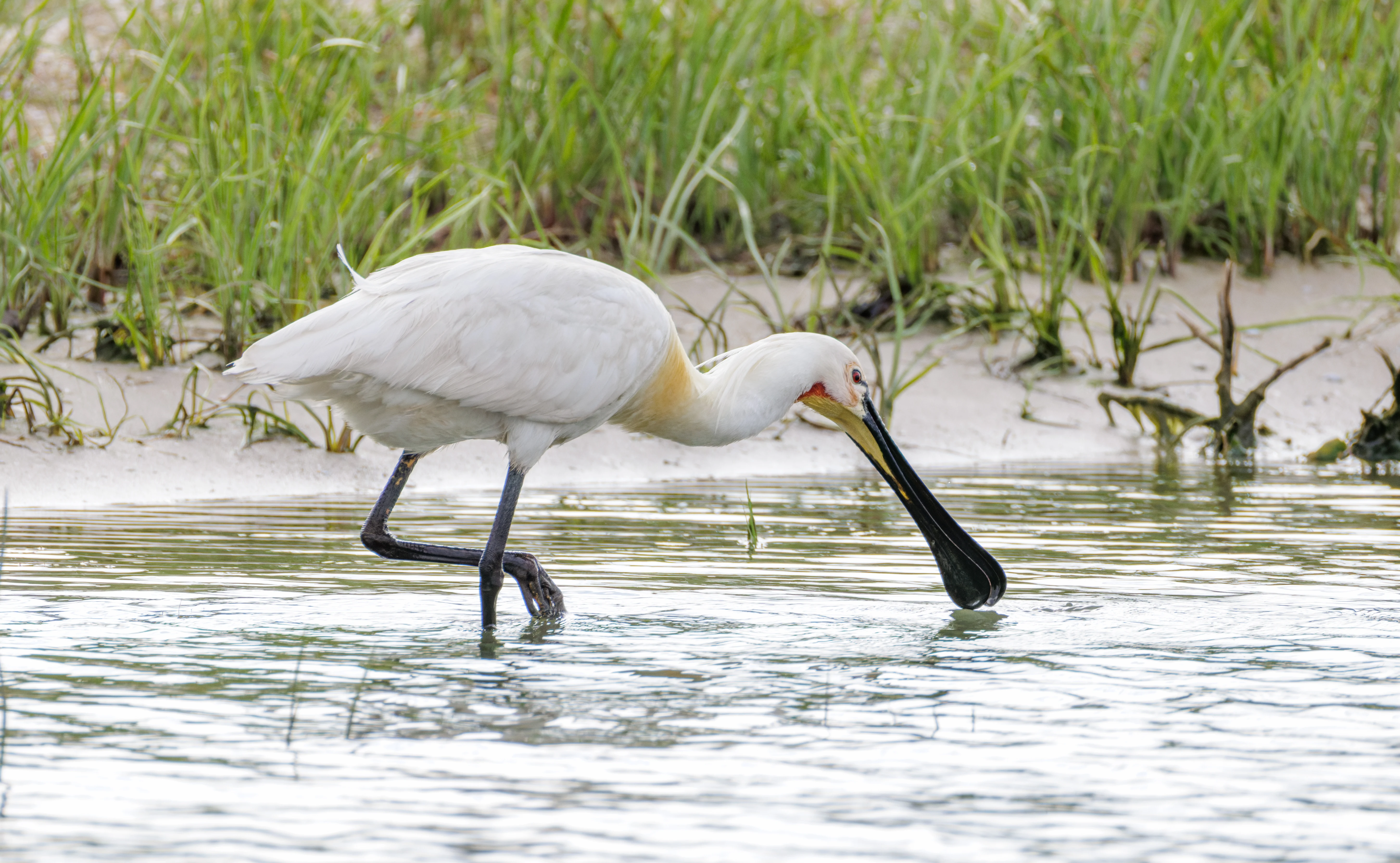 Eurasian Spoonbill, Danube Delta, Romania — photo by Orlando Prugel-Bennett