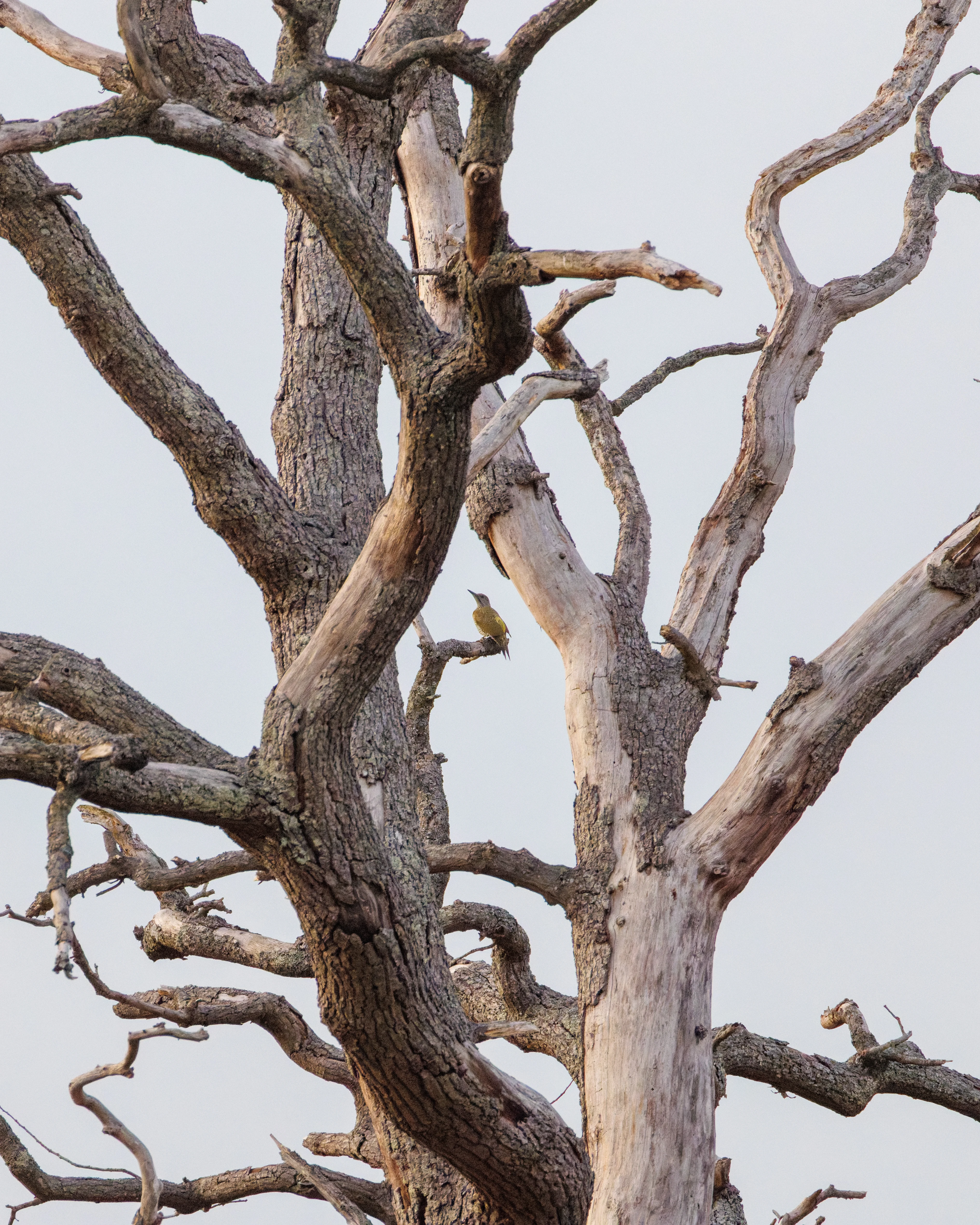 Green Woodpecker, Dogmersfield, Hampshire, UK — photo by Orlando Prugel-Bennett