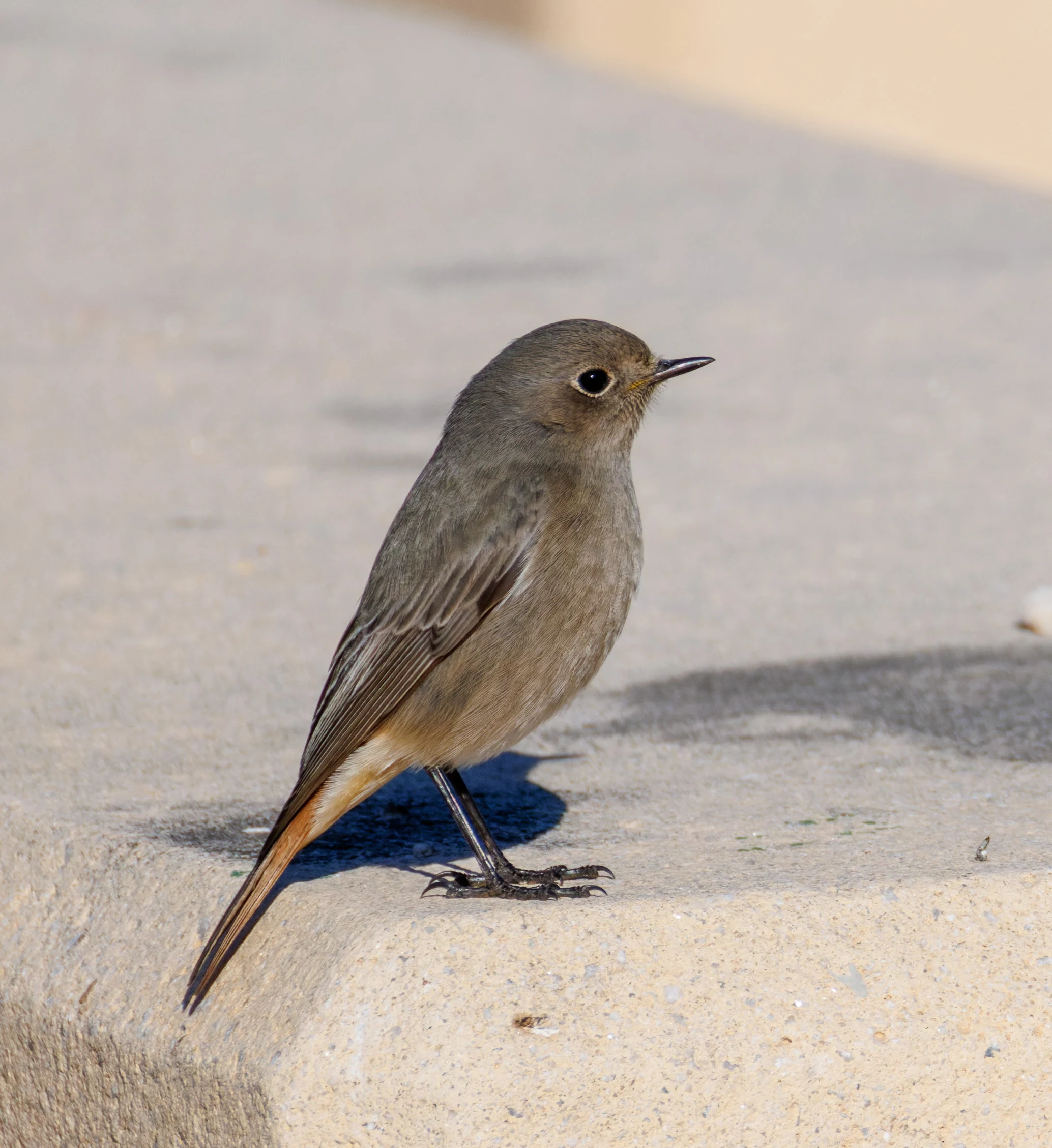 Black Redstart, Tabarca, Alicante, Spain — photo by Orlando Prugel-Bennett