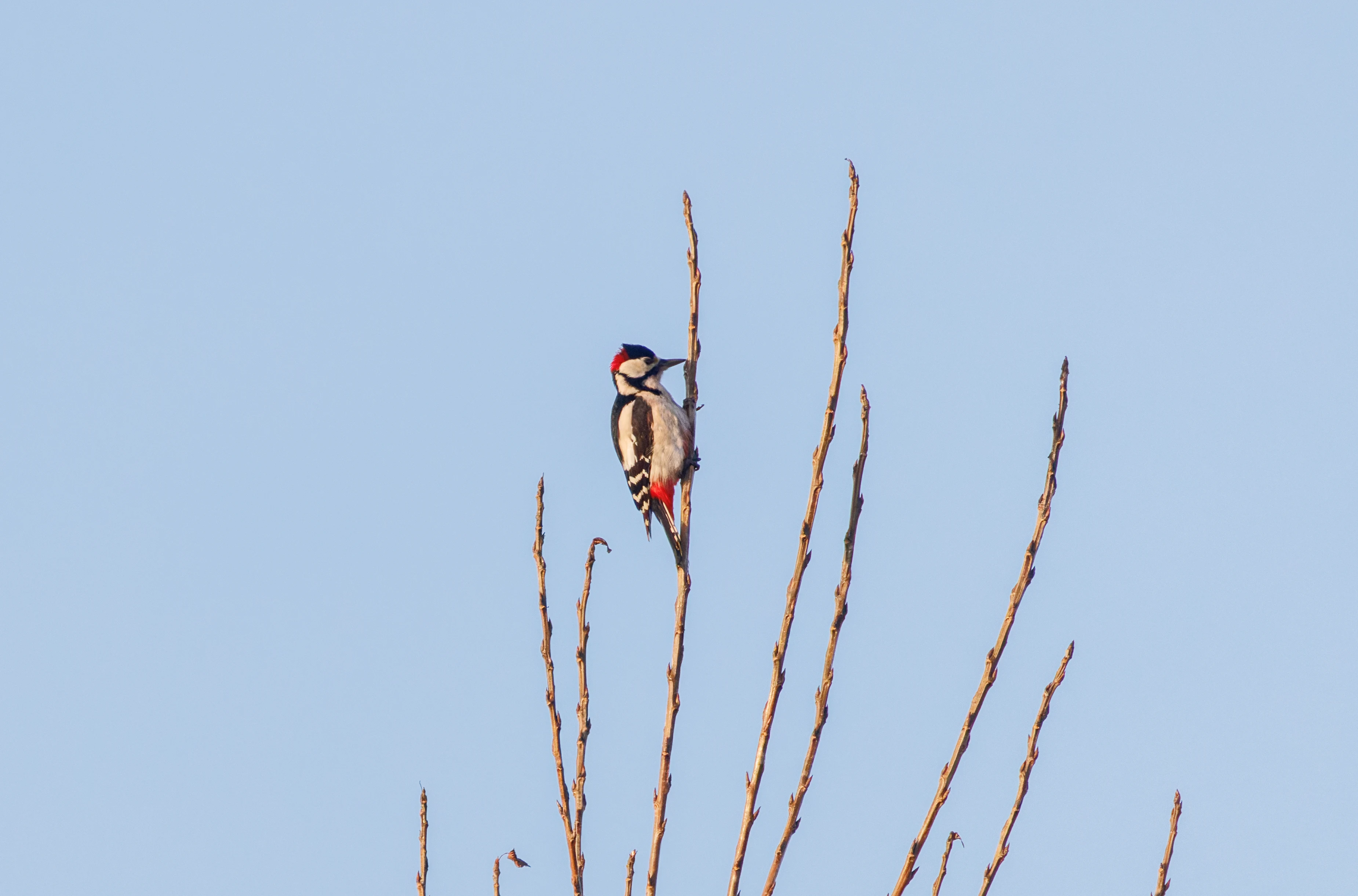 Great Spotted Woodpecker, Flevoland, Netherlands — photo by Orlando Prugel-Bennett